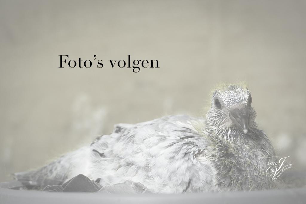 220 - Van Limbergen x Porsche-lijn