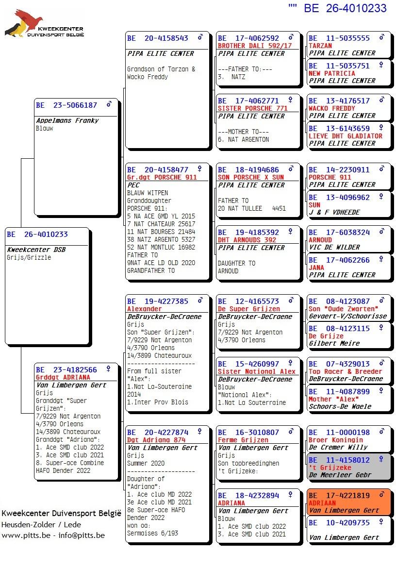 pedigree 233 - Porsche-lijn Appelmans x Van Limbergen