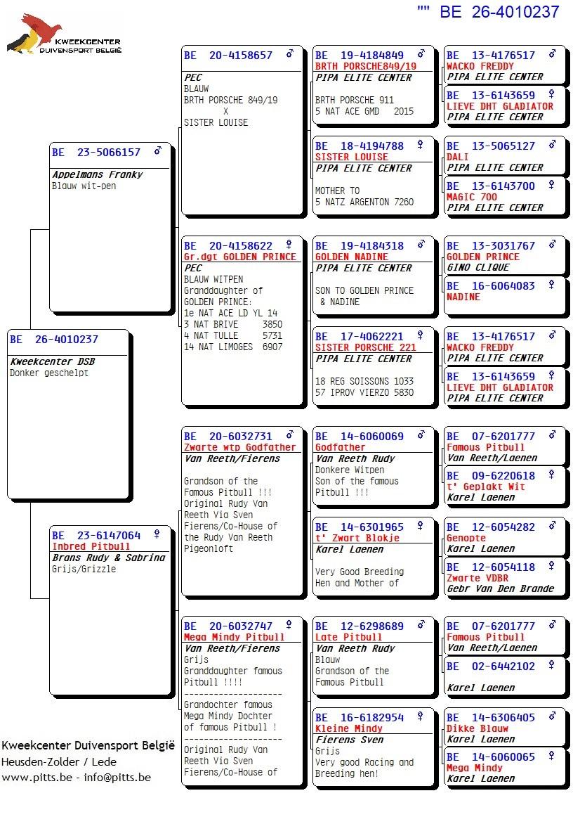 pedigree 237 - Porsche-lijn Appelmans x Brans