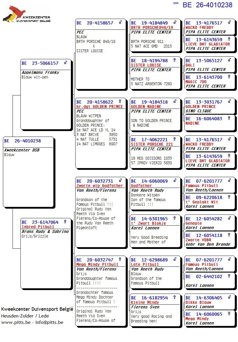 pedigree 238 - Porsche-lijn Appelmans x Brans