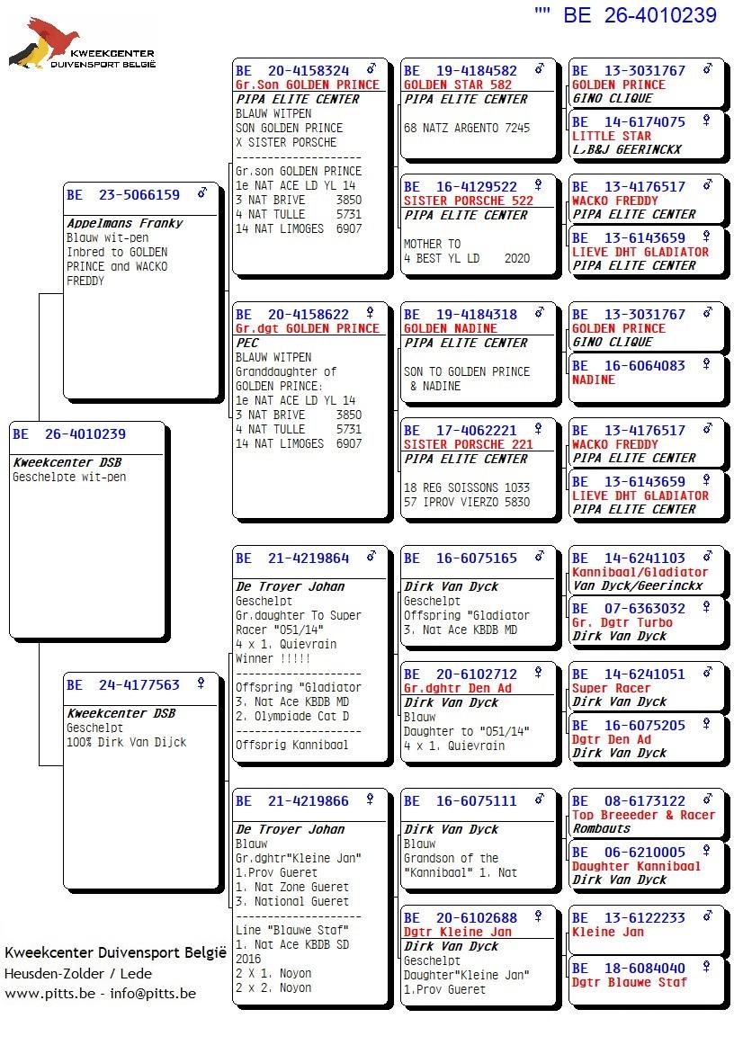 pedigree 239 - Porsche-lijn x Van Dijck