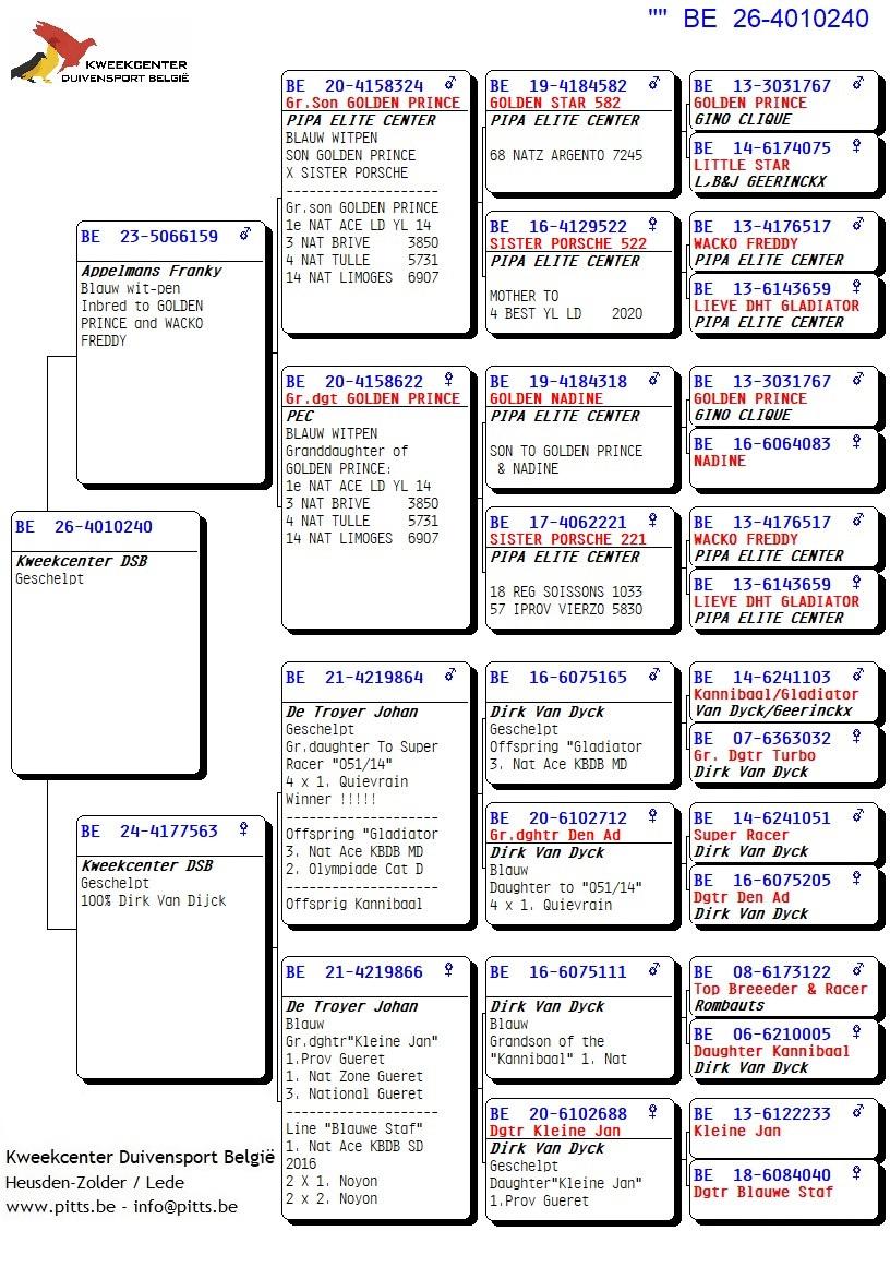 pedigree 240 - Porsche-lijn x Van Dijck