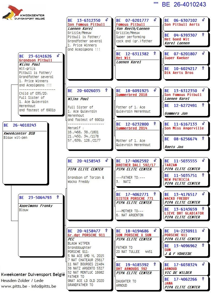 pedigree 243 - Kleinzoon Pitbull x Porsche-lijn
