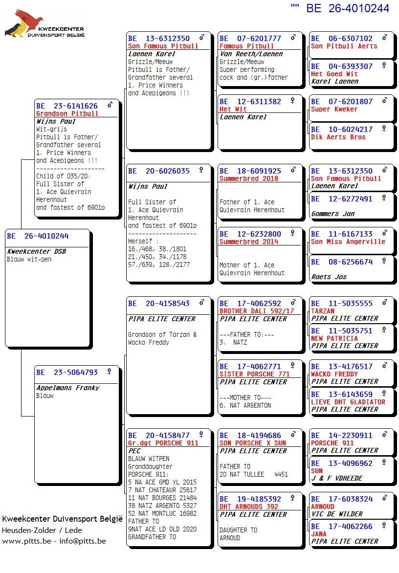 pedigree 244 - Kleinzoon Pitbull x Porsche-lijn