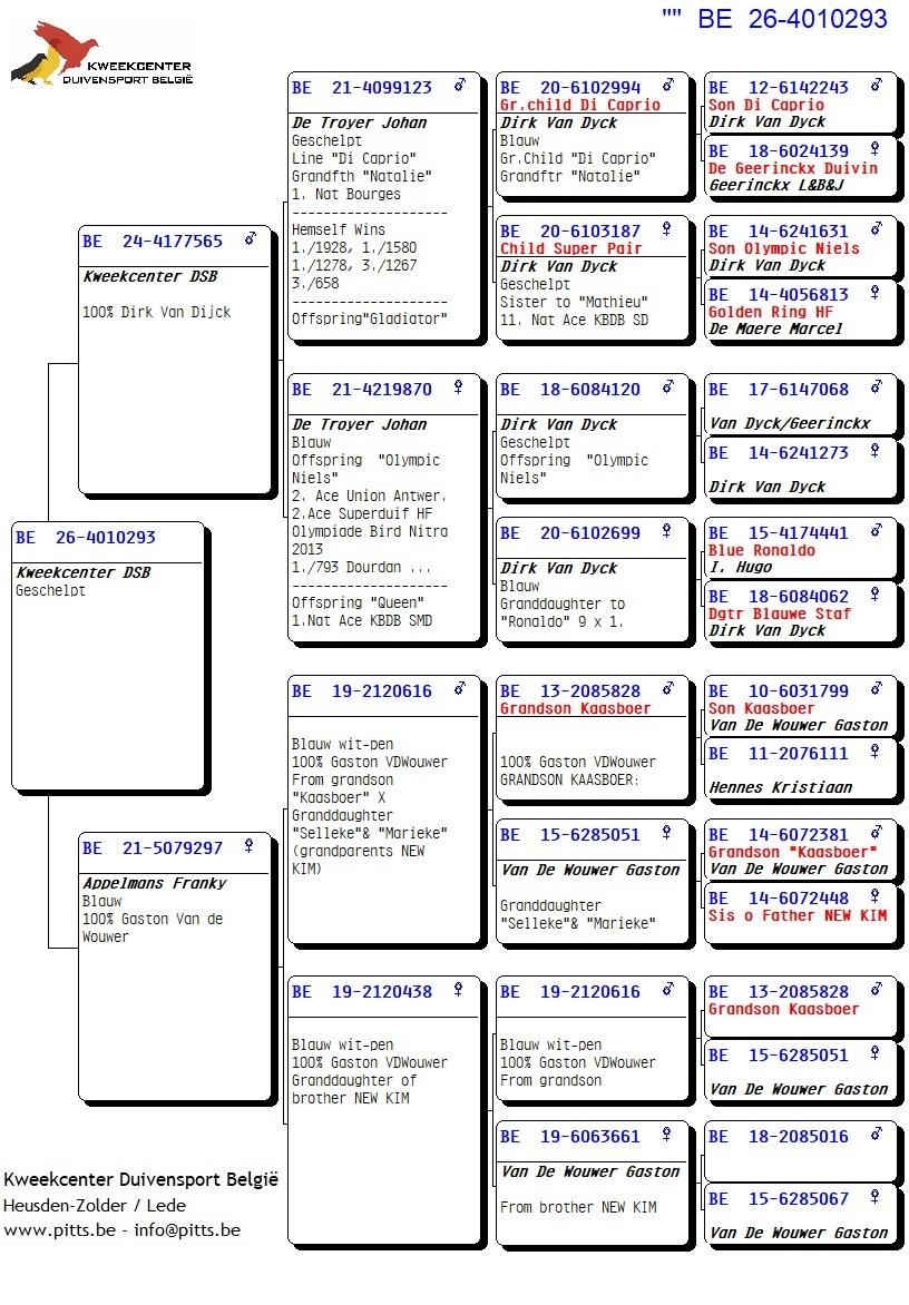 pedigree 293 - Van Dijck x Van de Wouwer