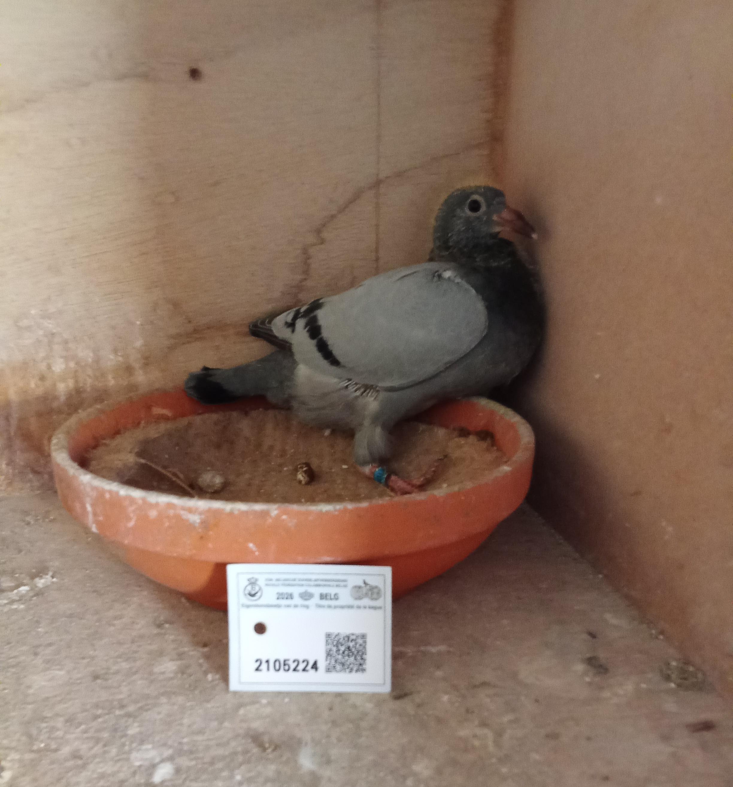 Dichte inteelt "Triggerfinger" - 100% Vandenheede