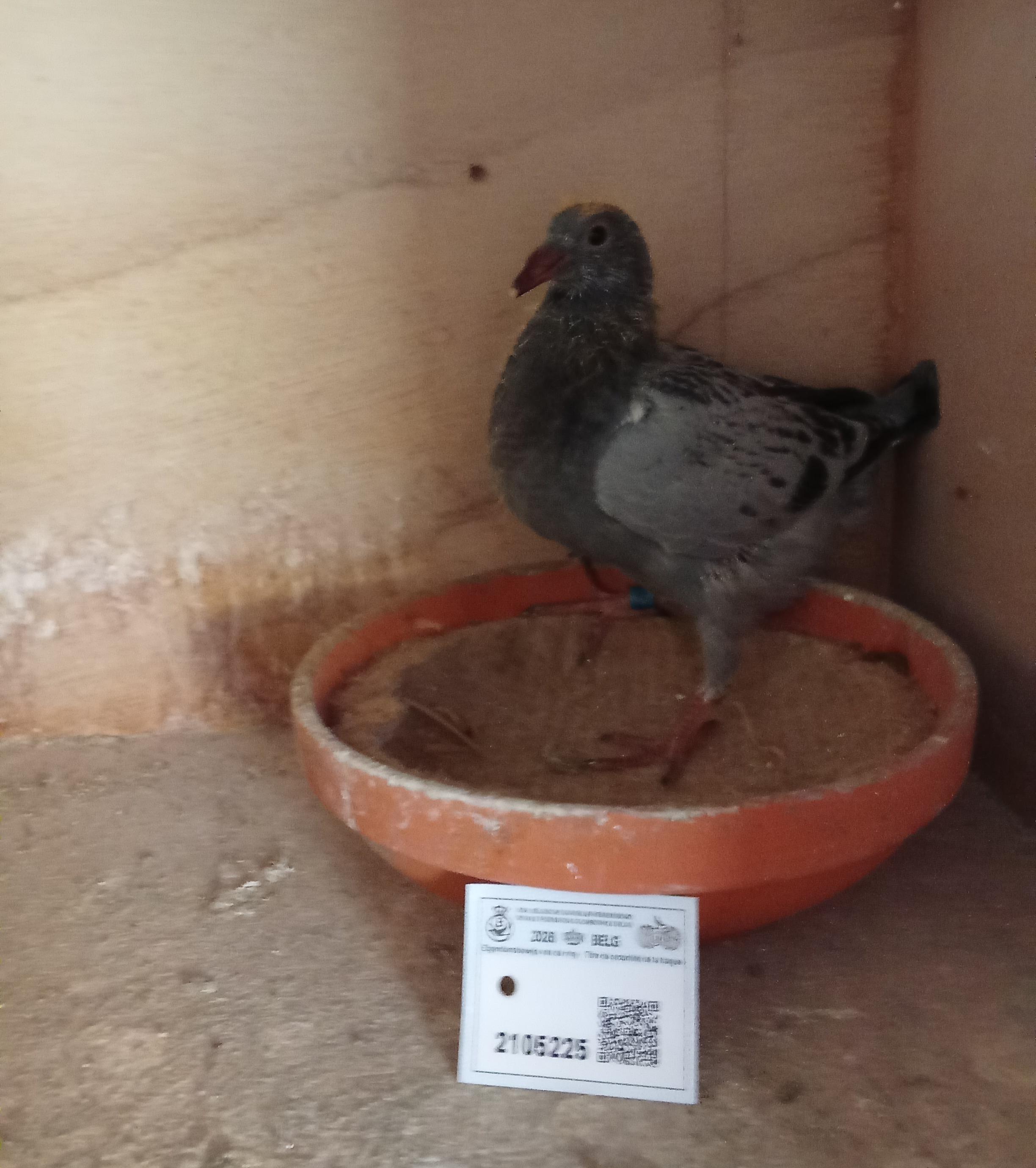 Dichte inteelt "Triggerfinger" - 100% Vandenheede