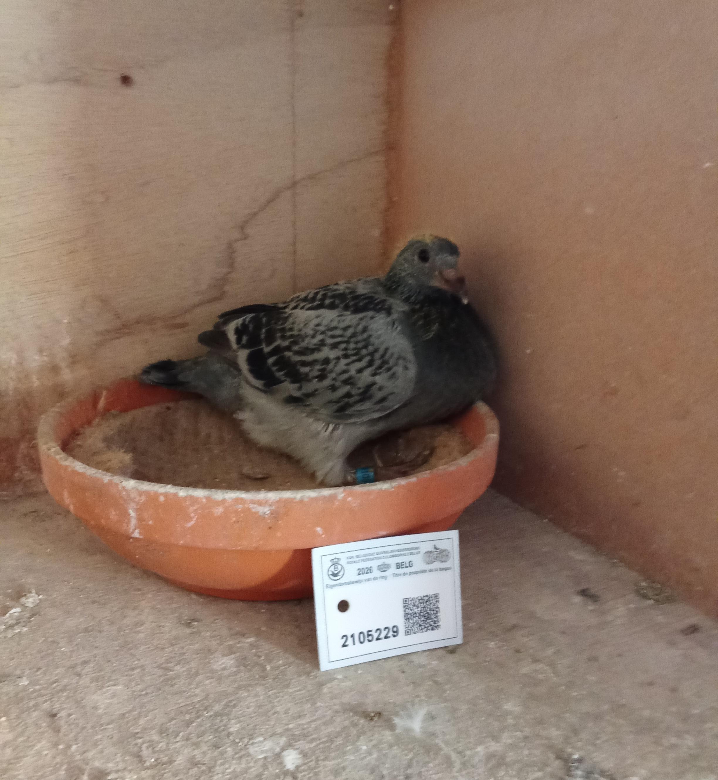 "Den Bourgesman" X "Lucy In The Sky" - Vandenabeele-lijn