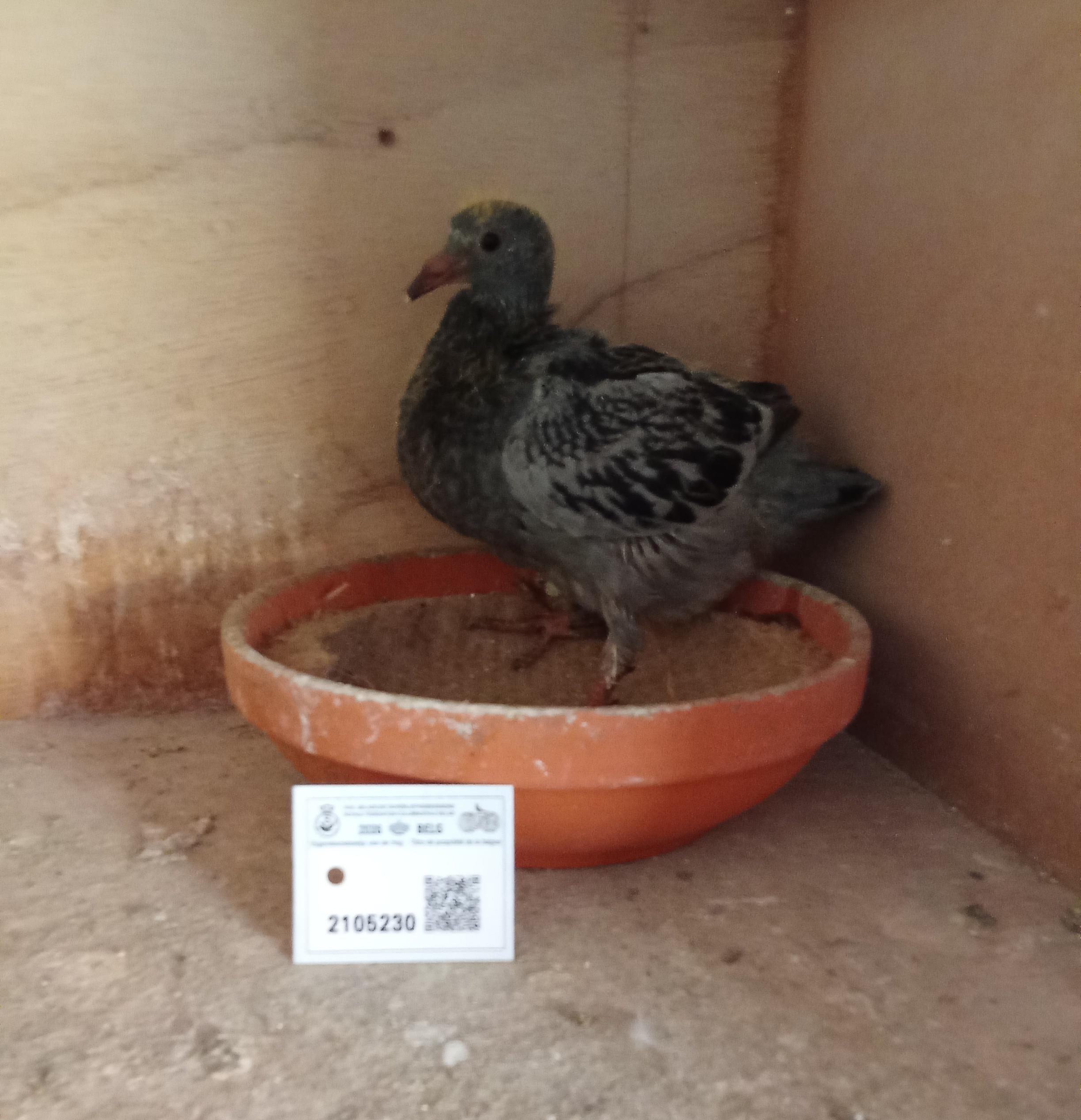 "Den Bourgesman" X "Lucy In The Sky" - Vandenabeele-lijn