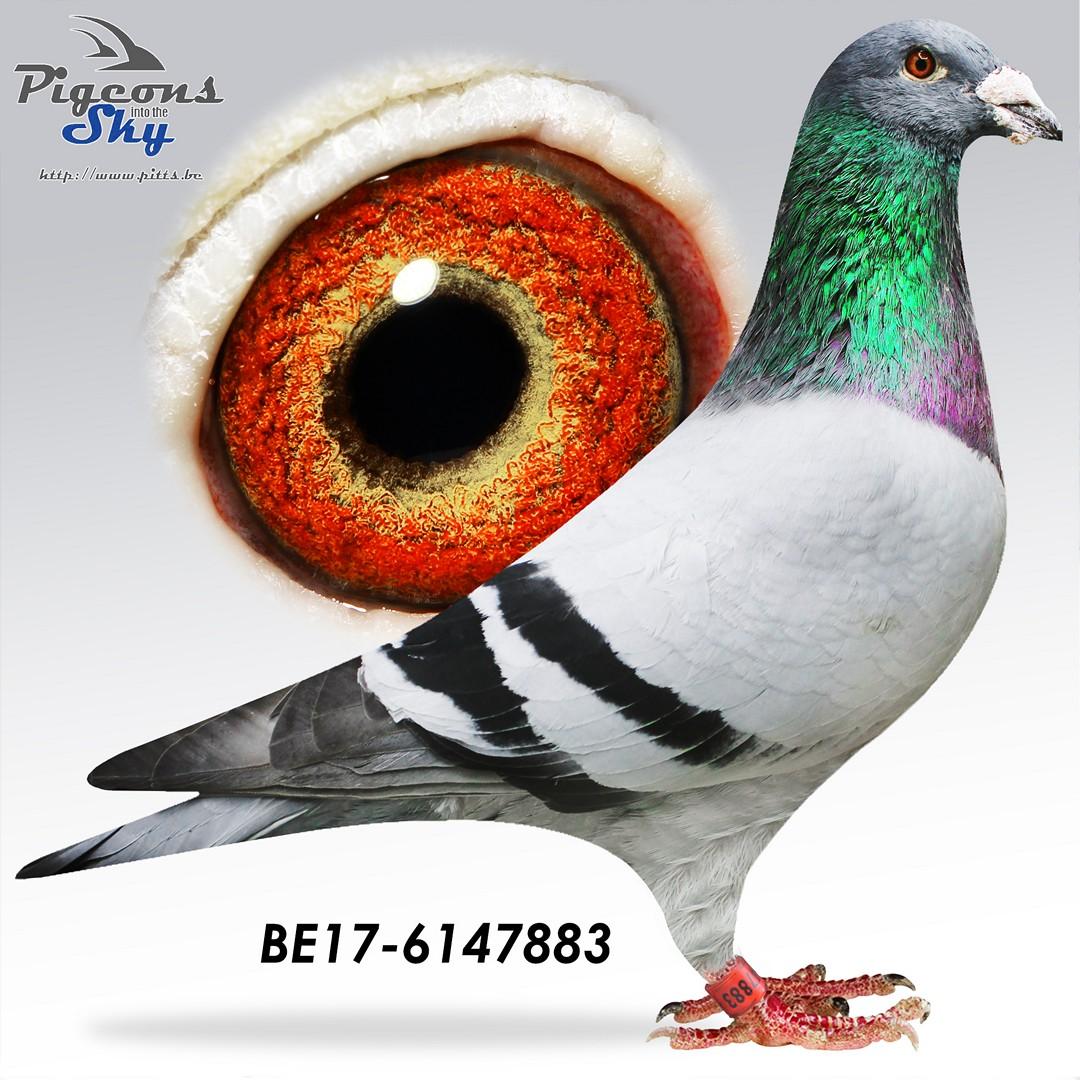 Direct Dirk Van Dyck / GRATIS bij lot 1