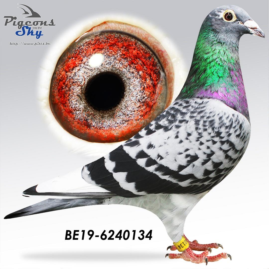 Direct Roger Engelen