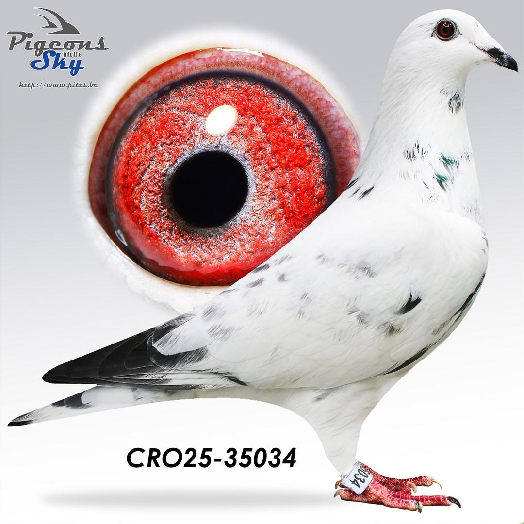 “White Man” x “Finn” (Belavic-Maslic)