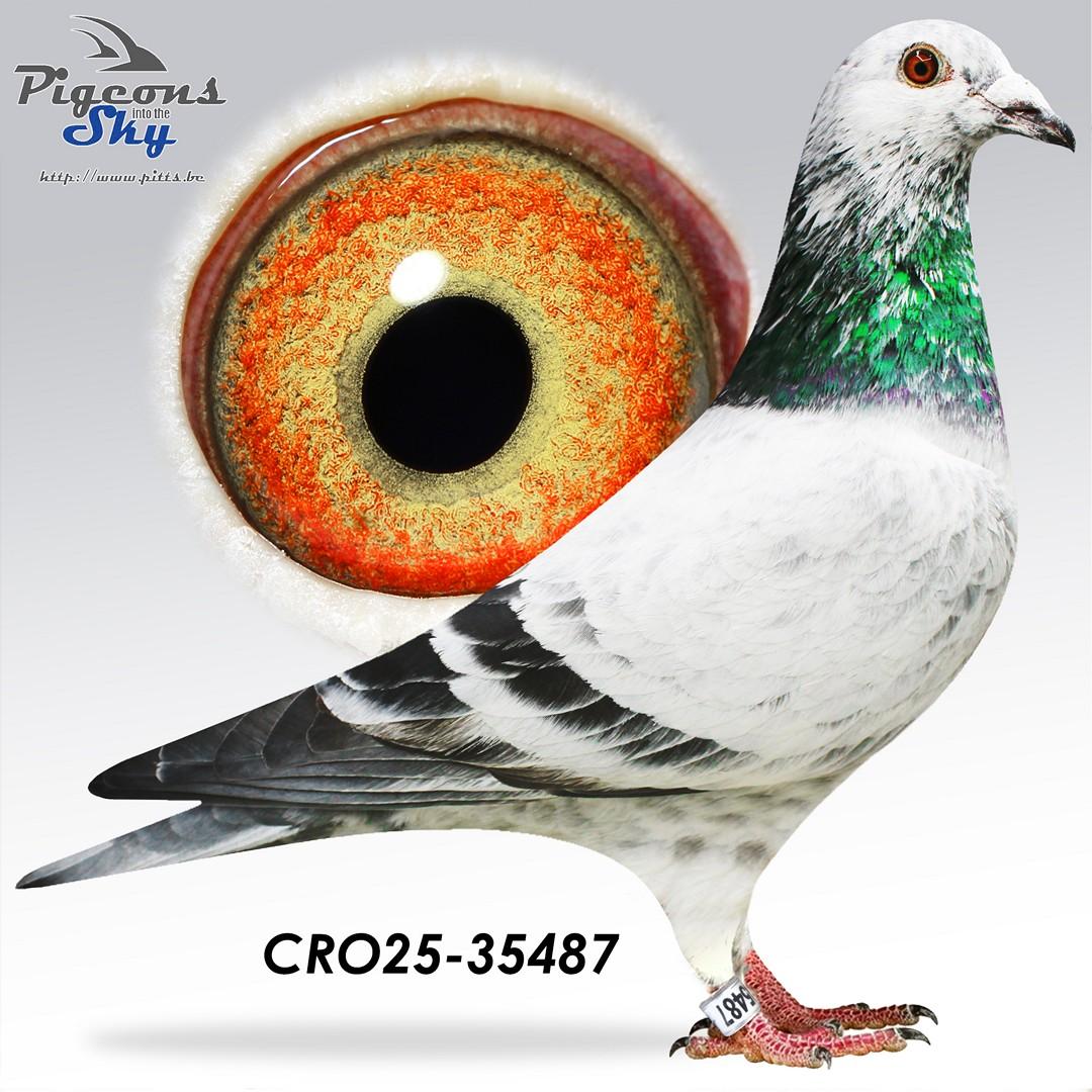 “White Man” x  “Prince Porche” (Belavic-Maslic)