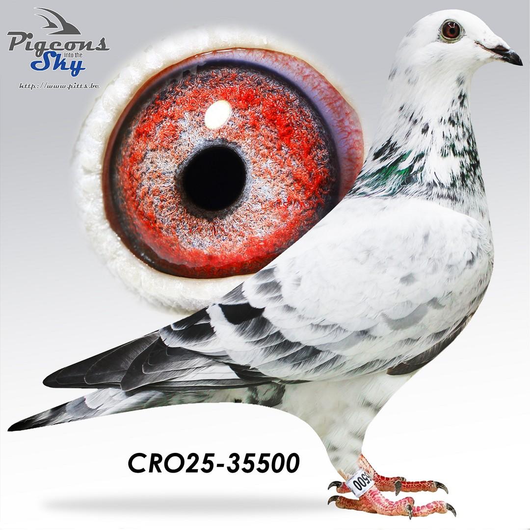 “White Man” x “Finn” (Belavic-Maslic)