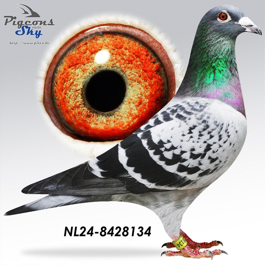 Lijn de wereldberoemde “Harry” (Jan Hooymans)