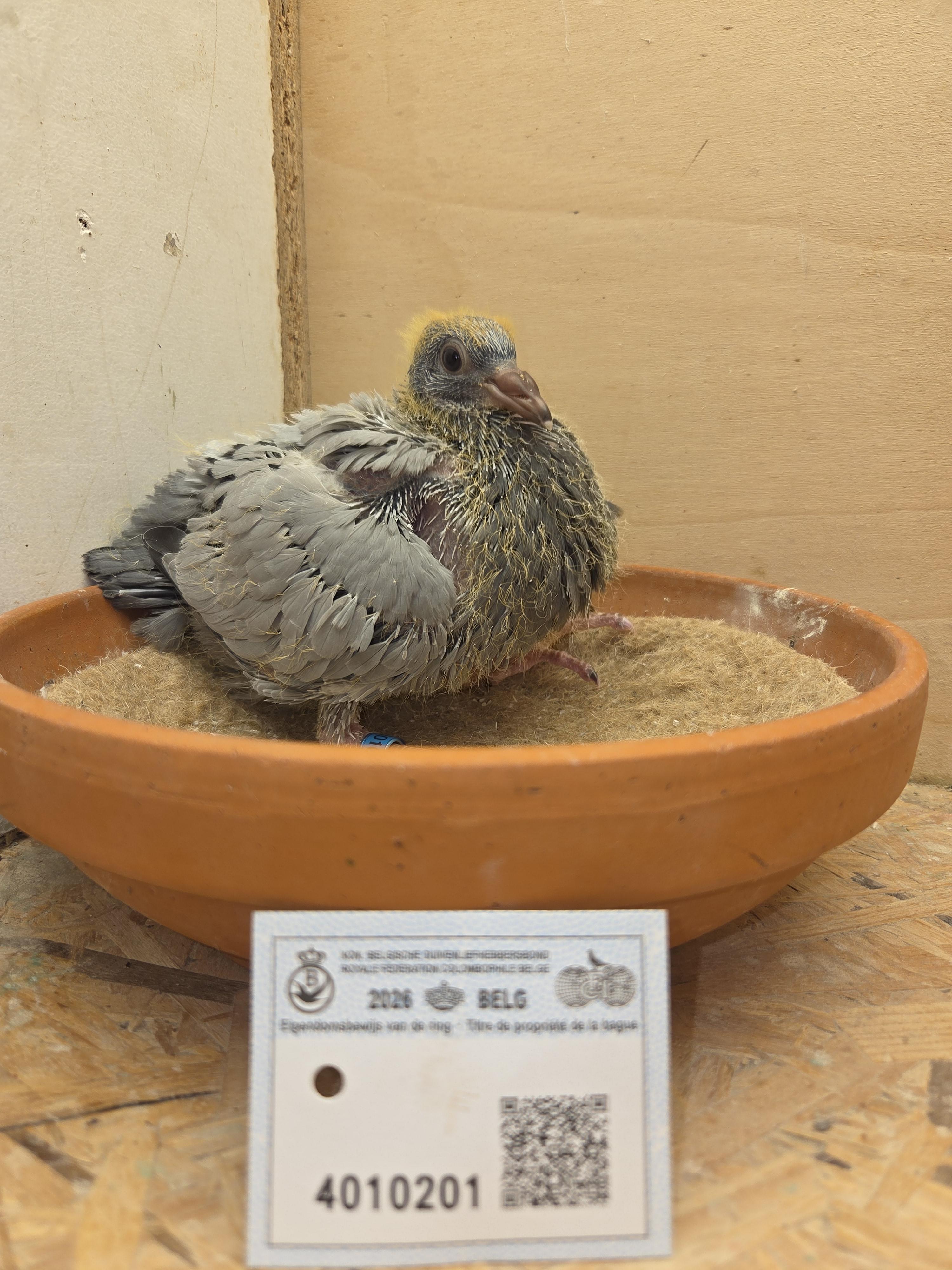 201 - Brans x Van Dijck