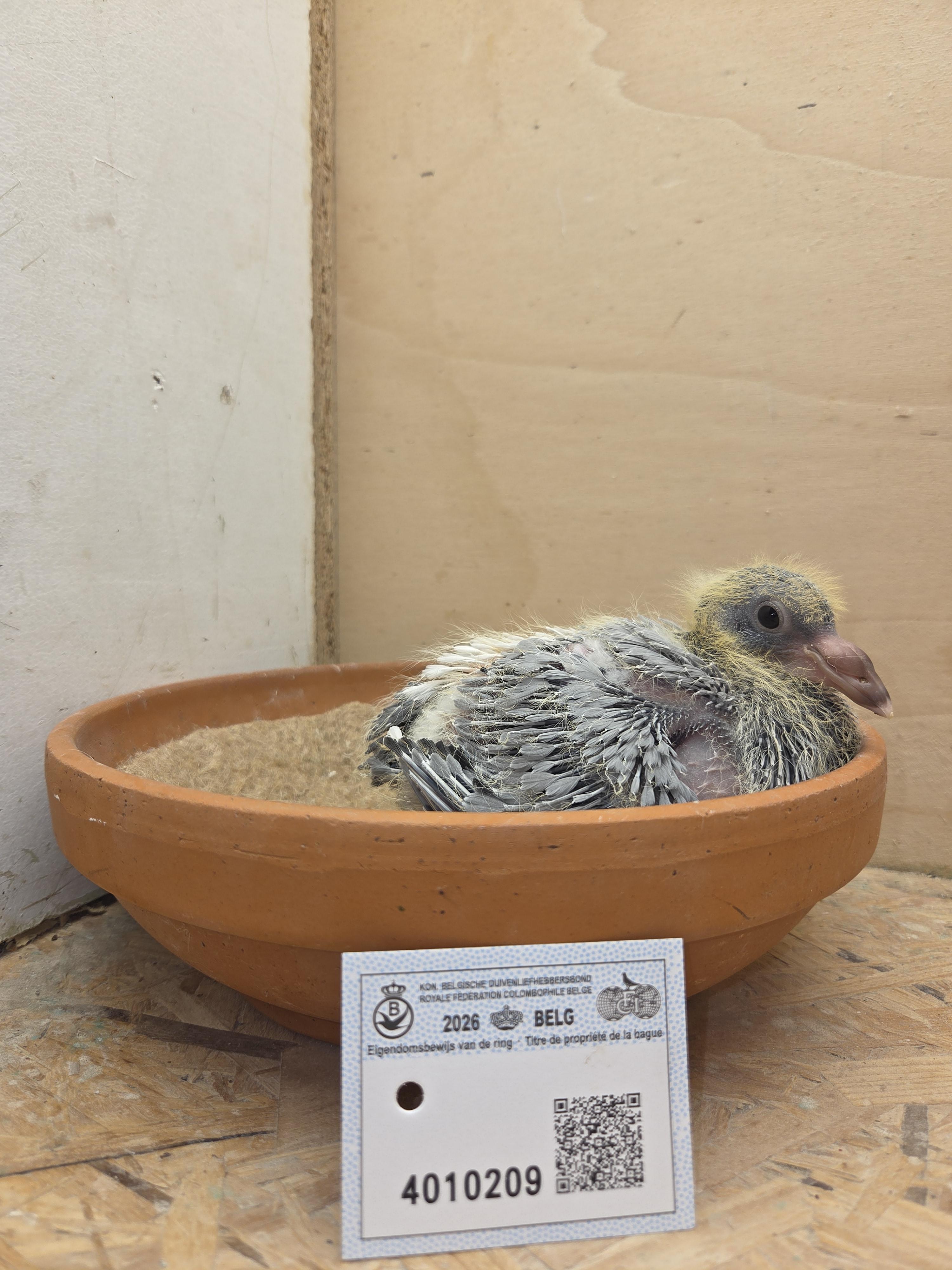 209 - Van Dijck x Porsche-lijn