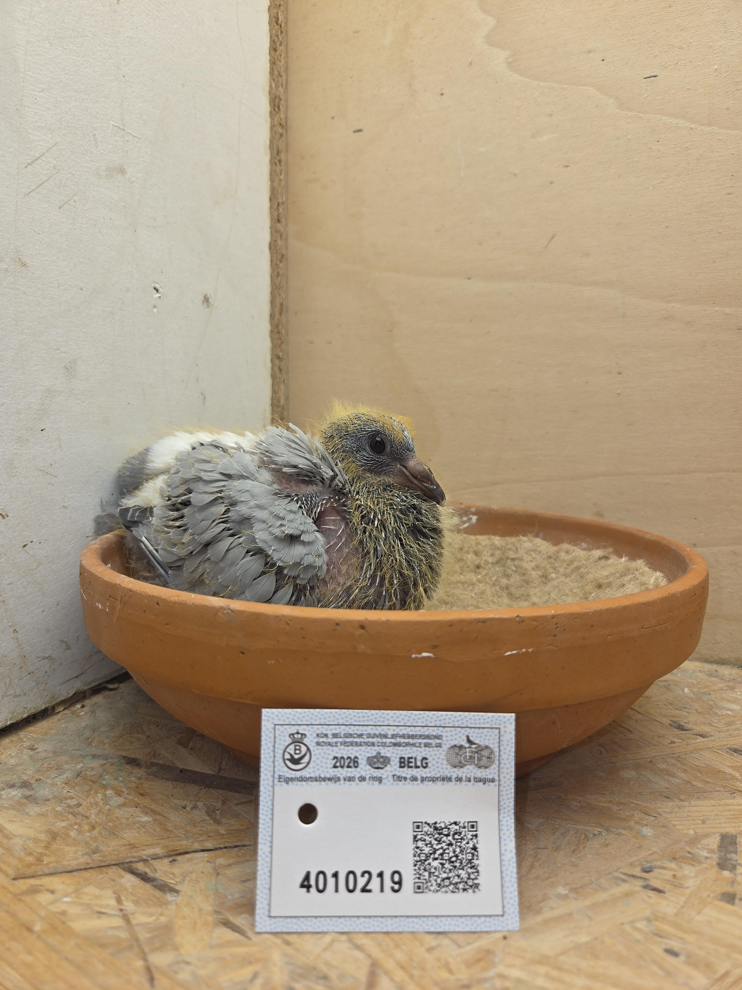 219 - Van Limbergen x Porsche-lijn