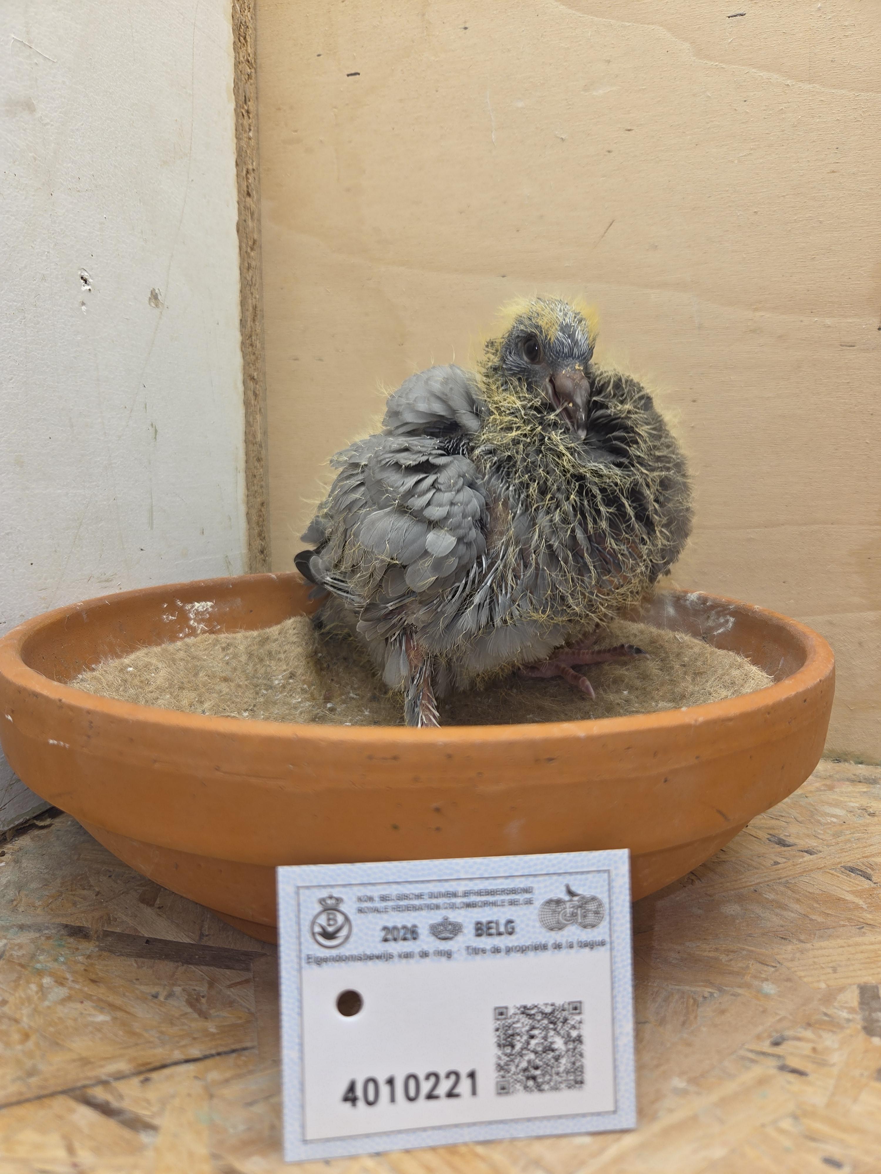 221 - Brans x Van Dijck