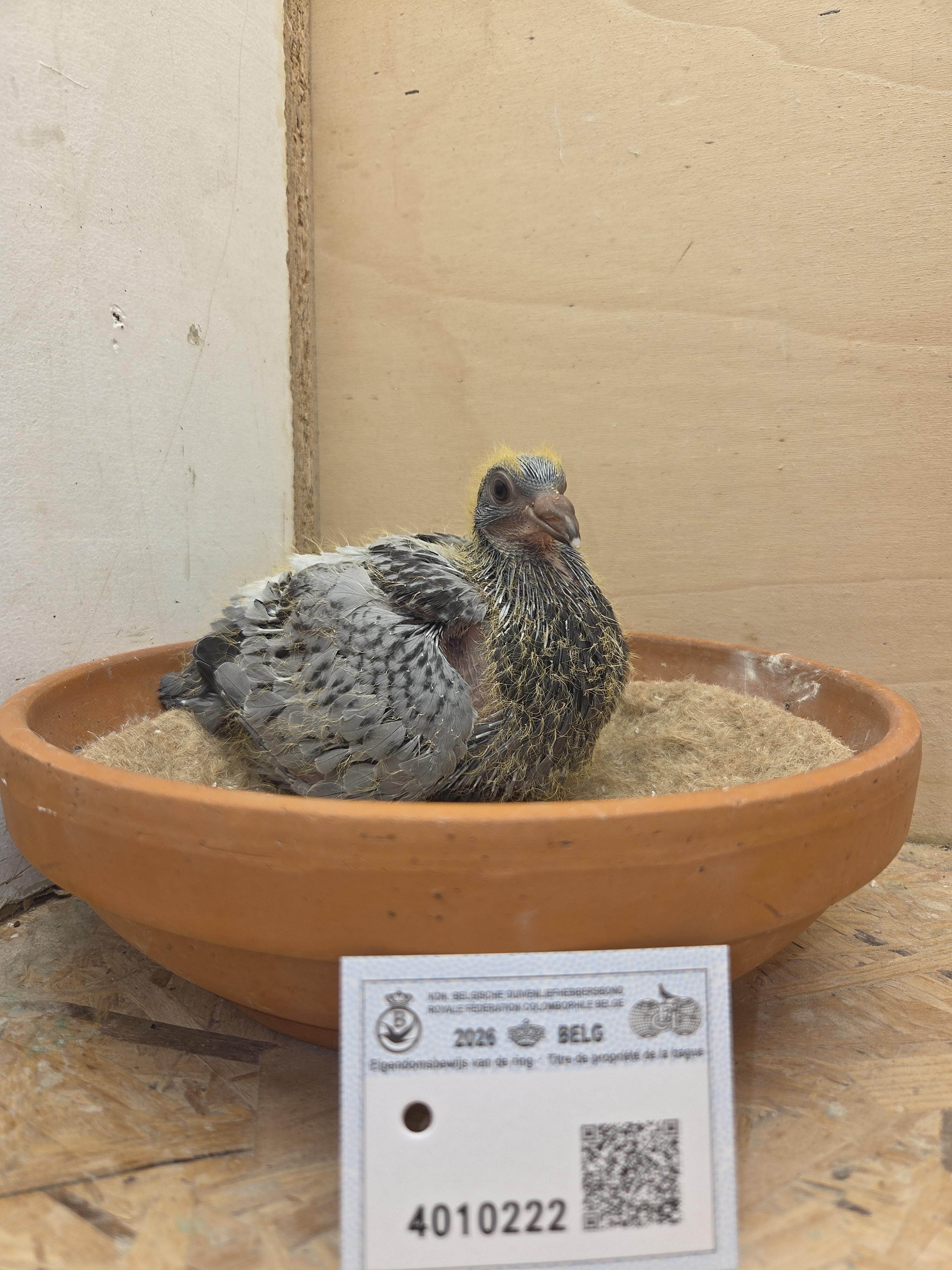 222 - Brans x Van Dijck