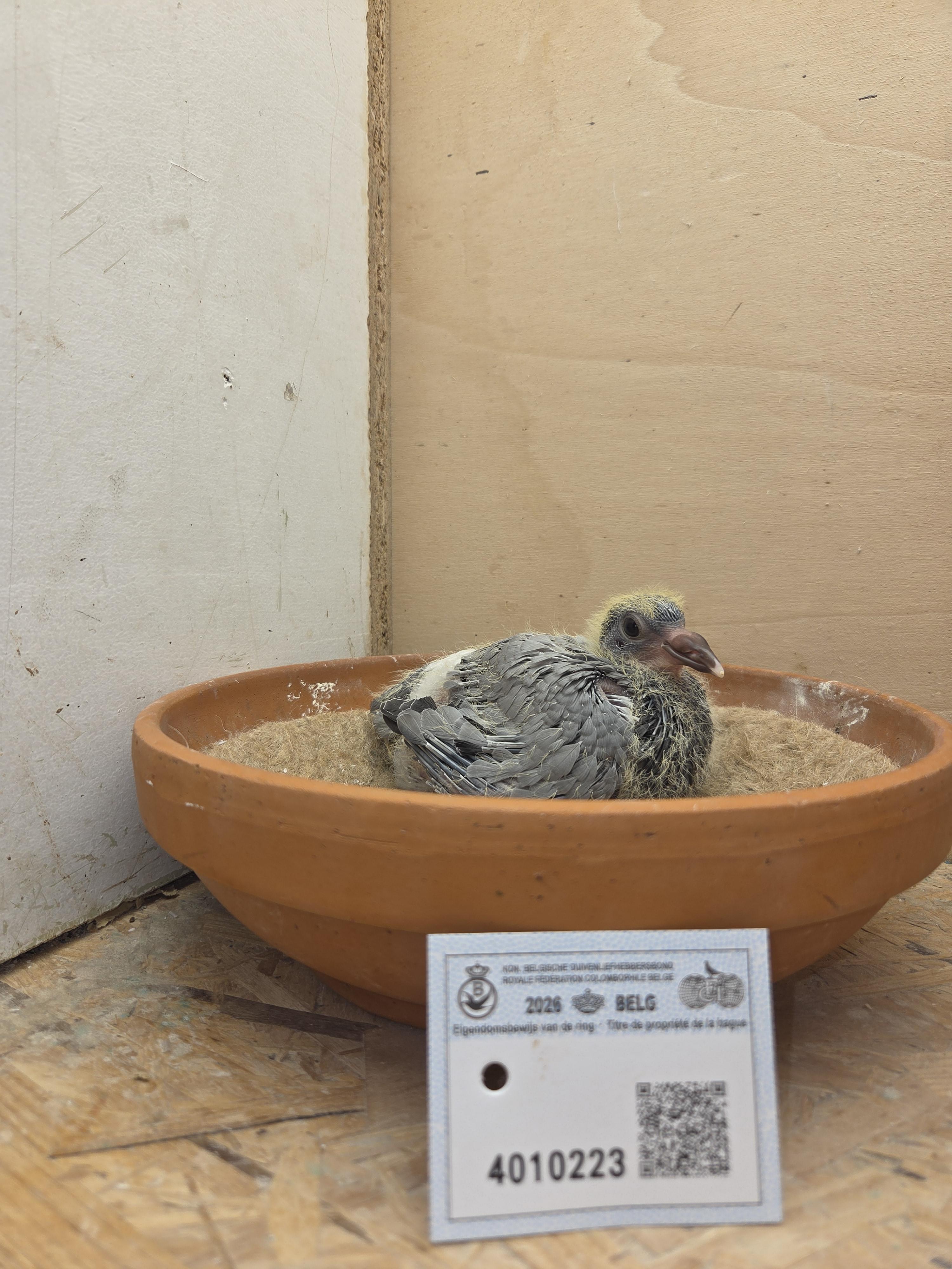 223 - Porsche-lijn Appelmans x Brans