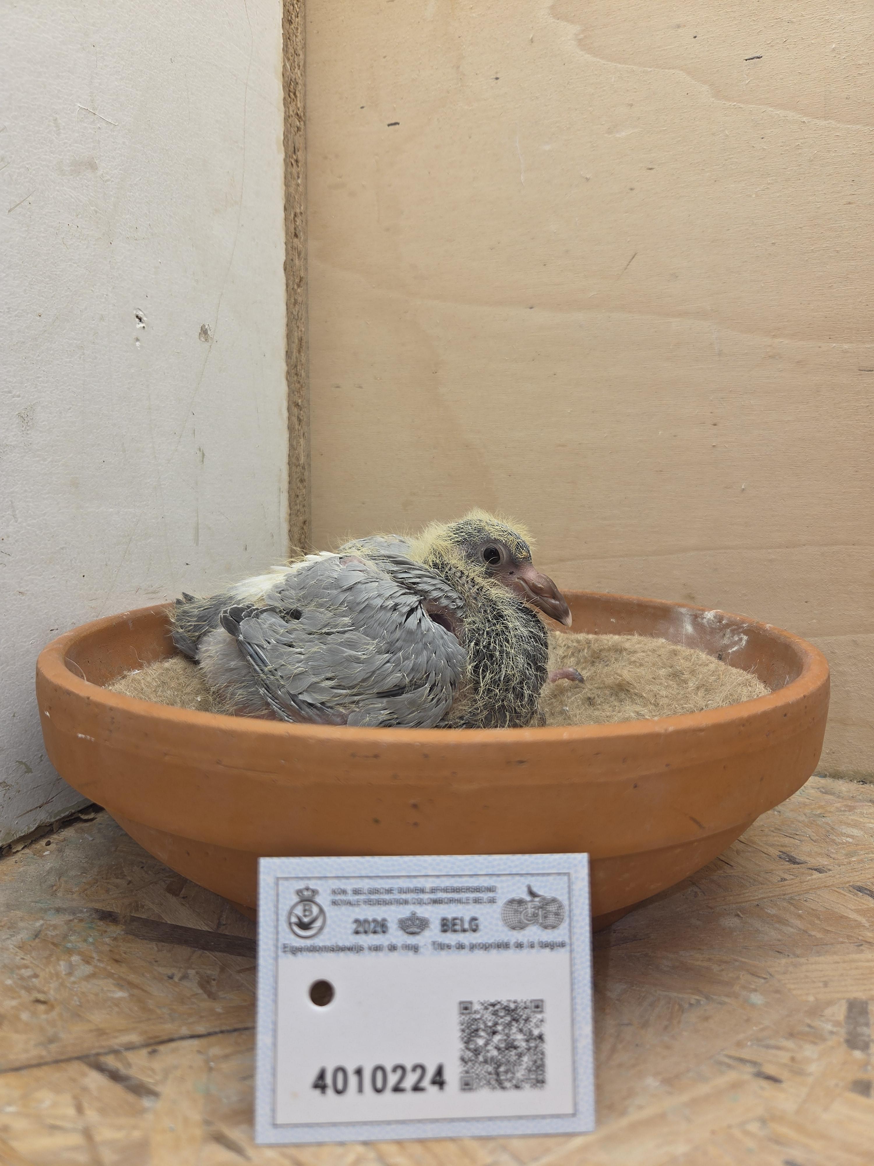 224 - Porsche-lijn Appelmans x Brans