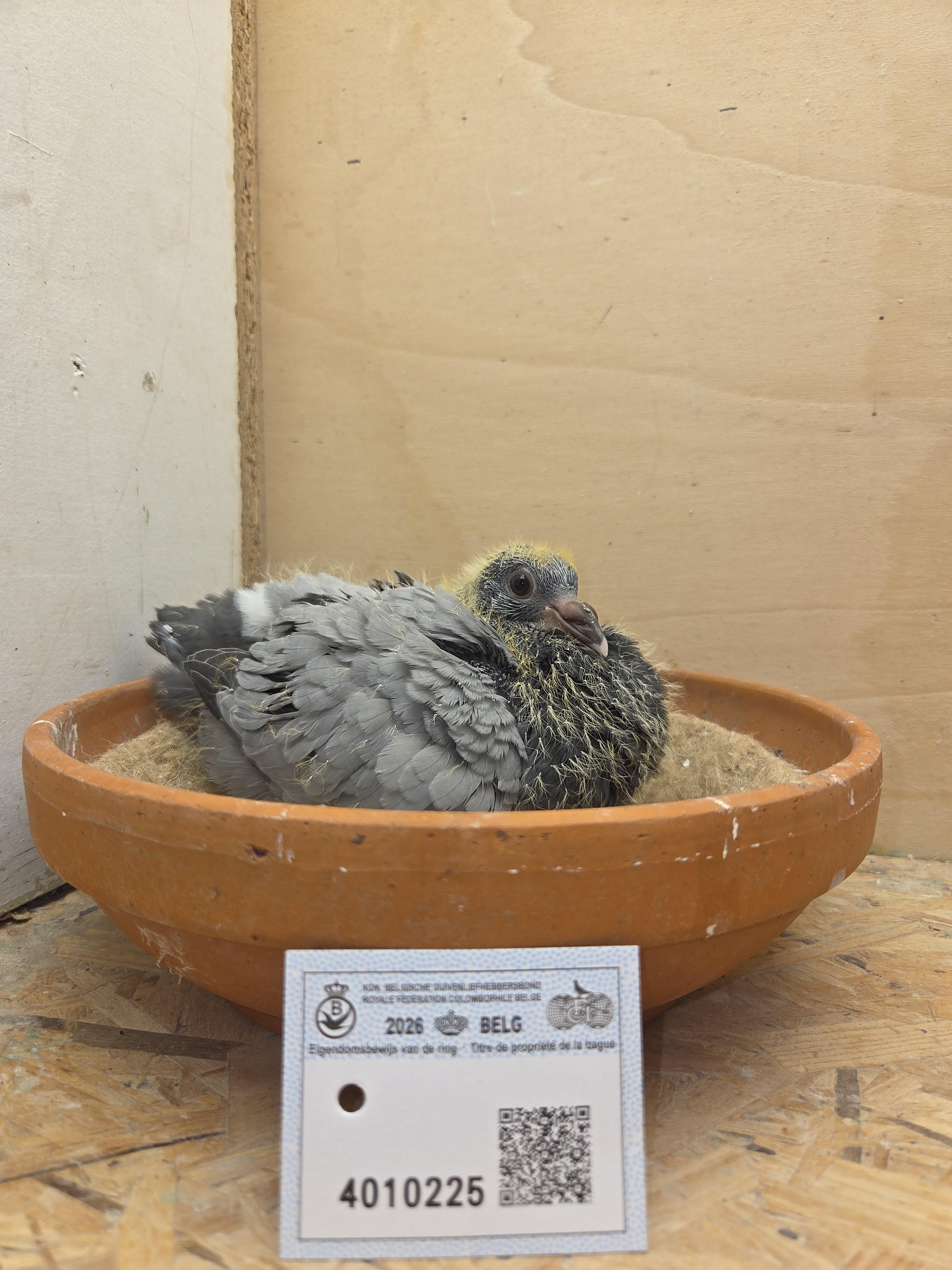 225 - Deprez/Van Limbergen x Porsche-lijn