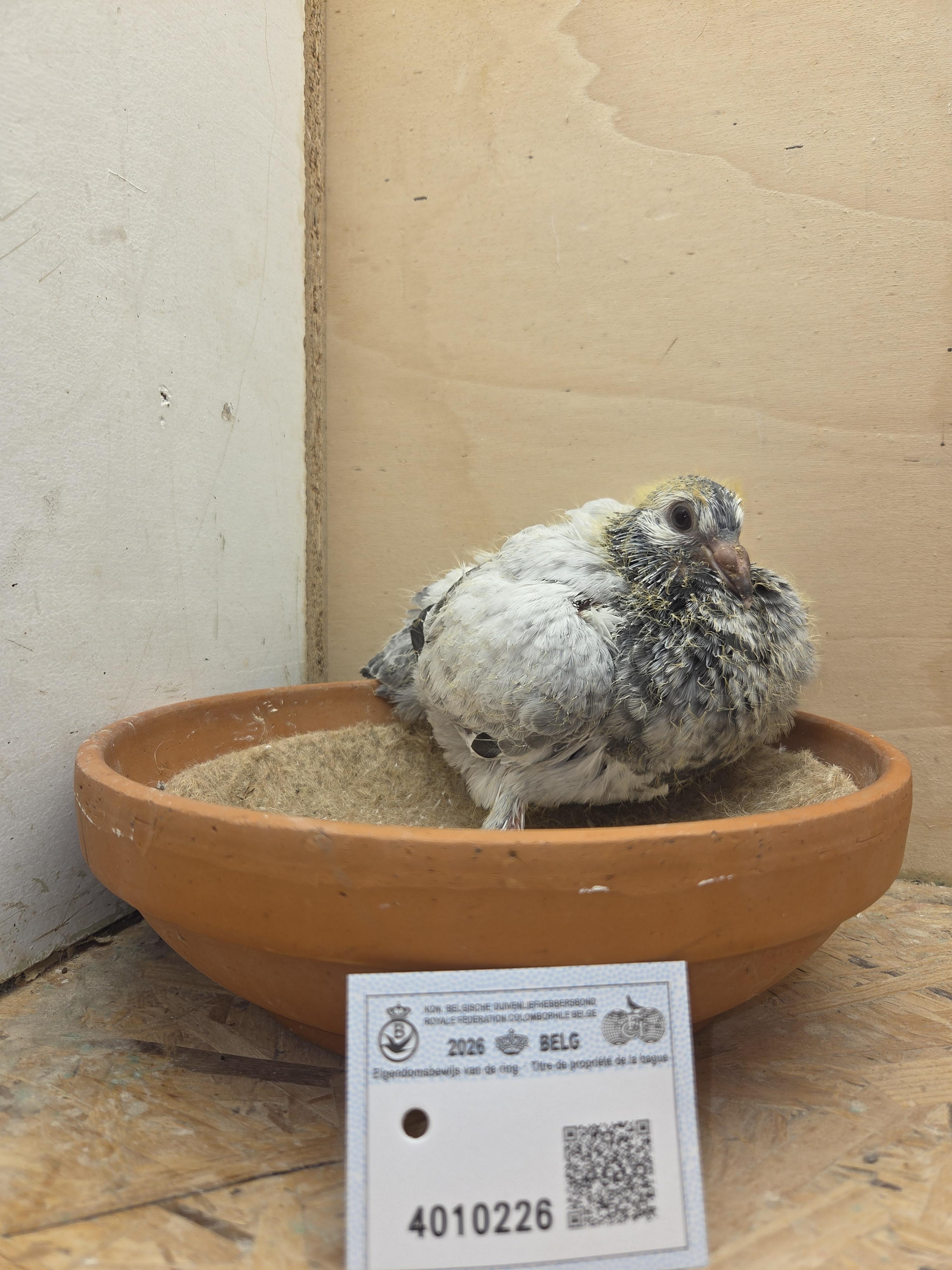 226 - Deprez/Van Limbergen x Porsche-lijn