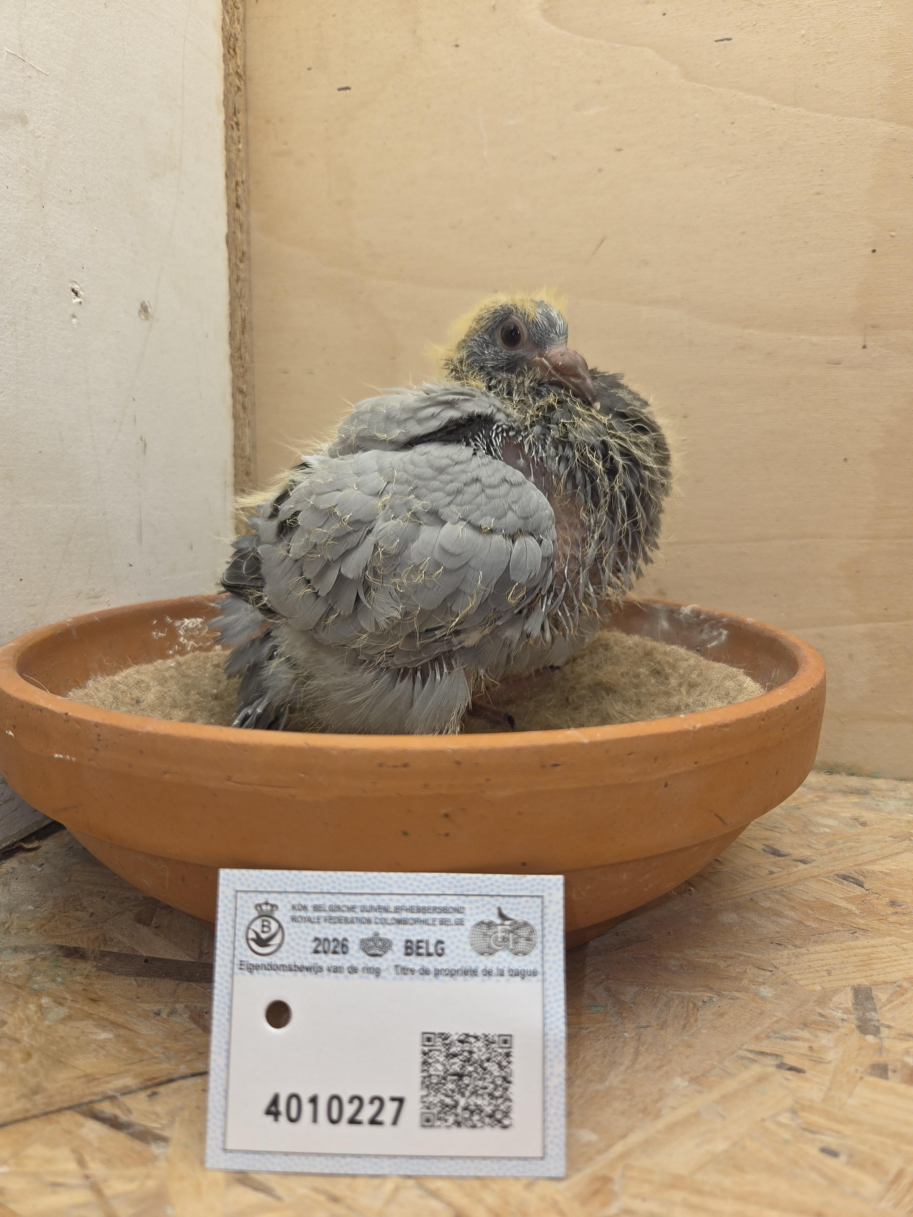 227 - Van Reeth x Van Dijck