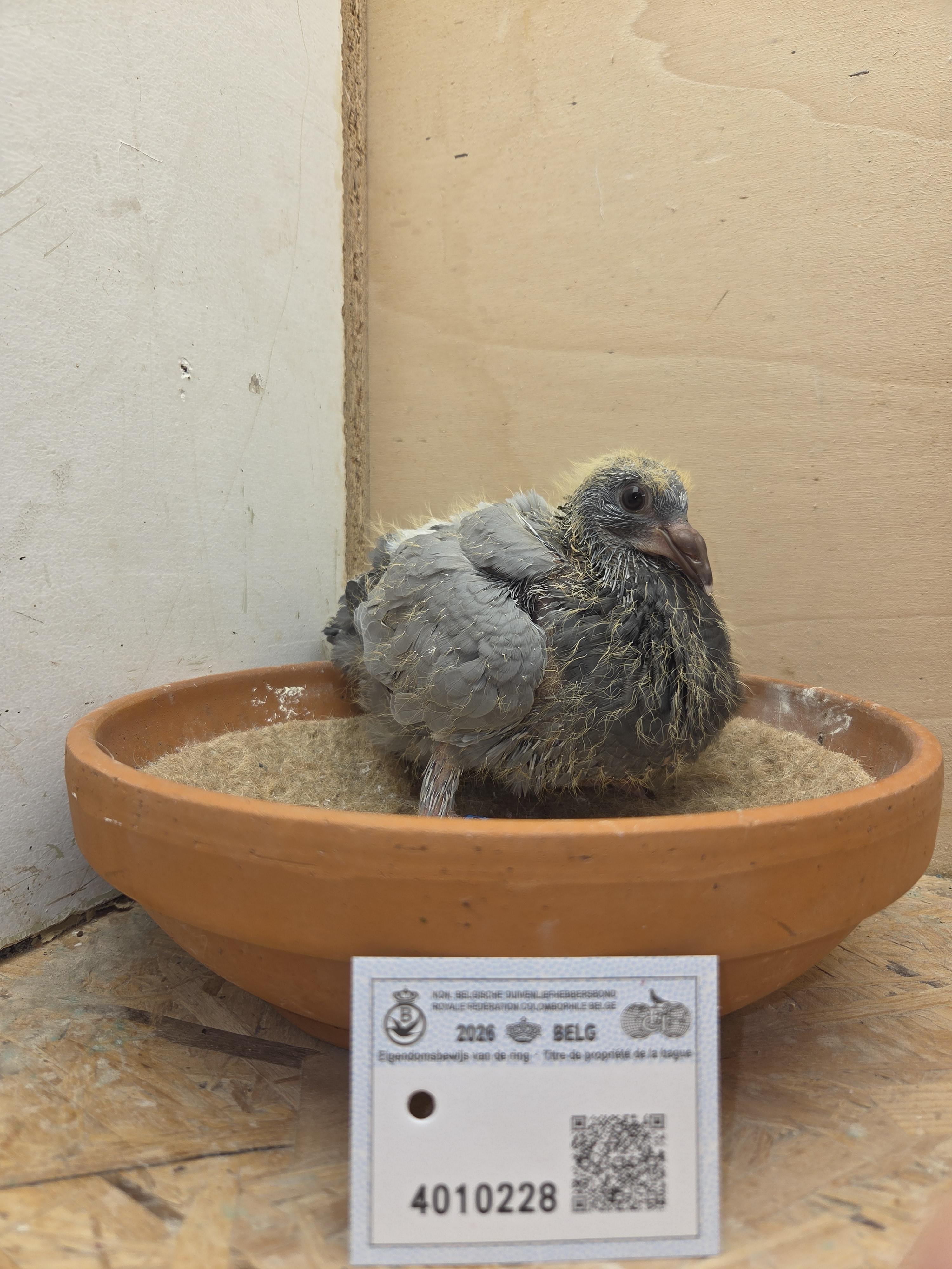 228 - Van Reeth x Van Dijck