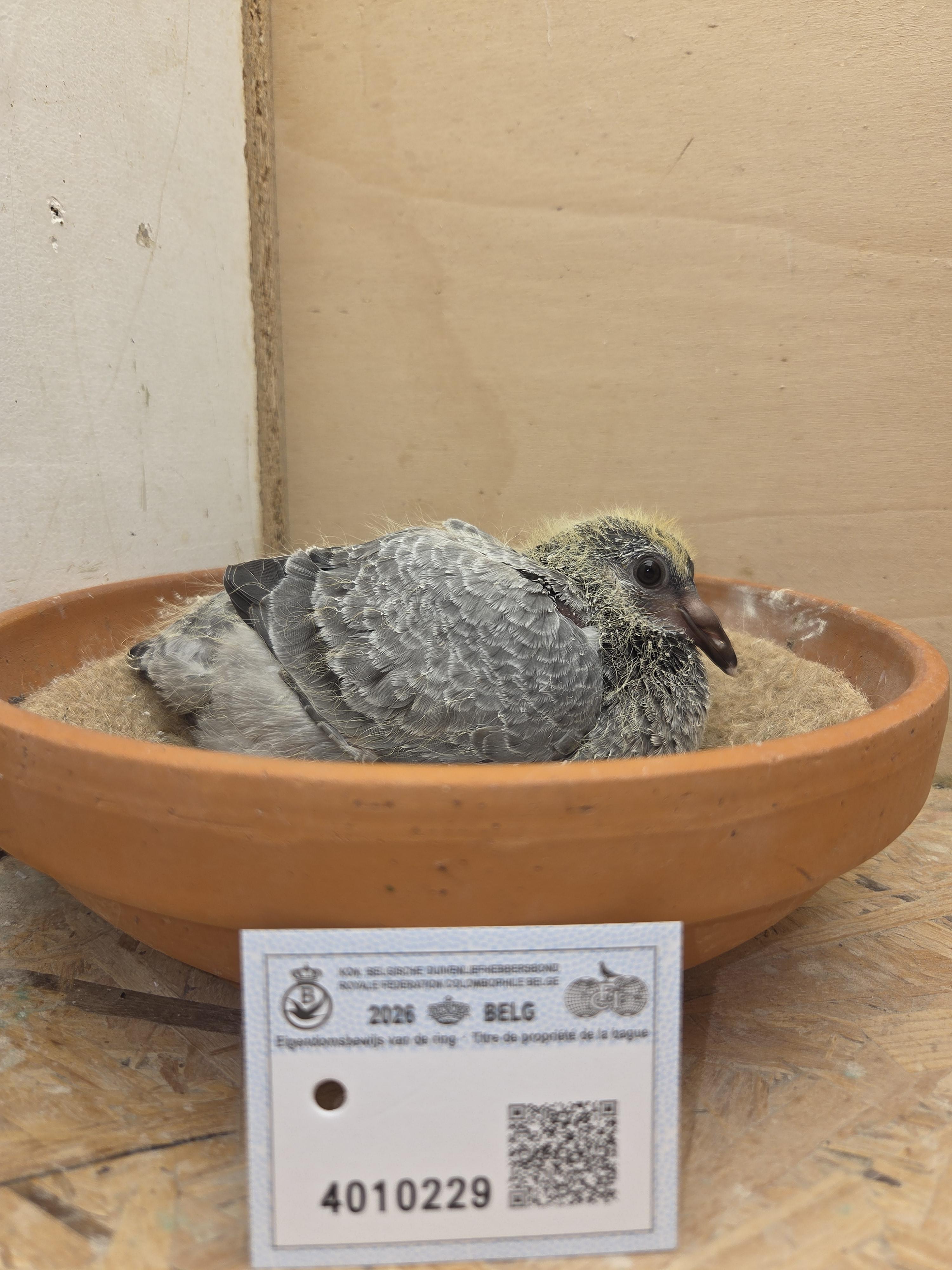 229 - Porsche-lijn Appelmans x Brans