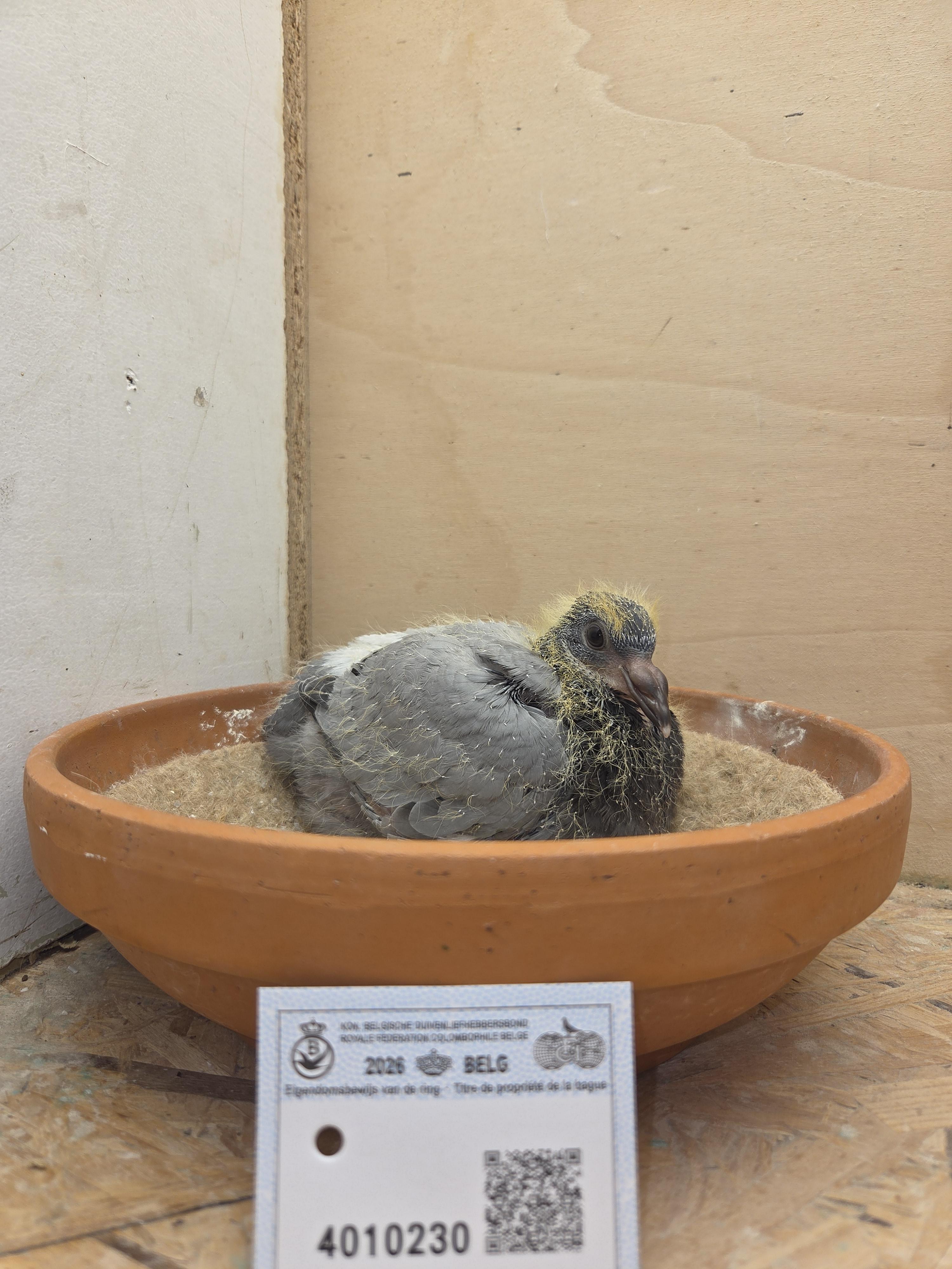 230 - Porsche-lijn Appelmans x Brans