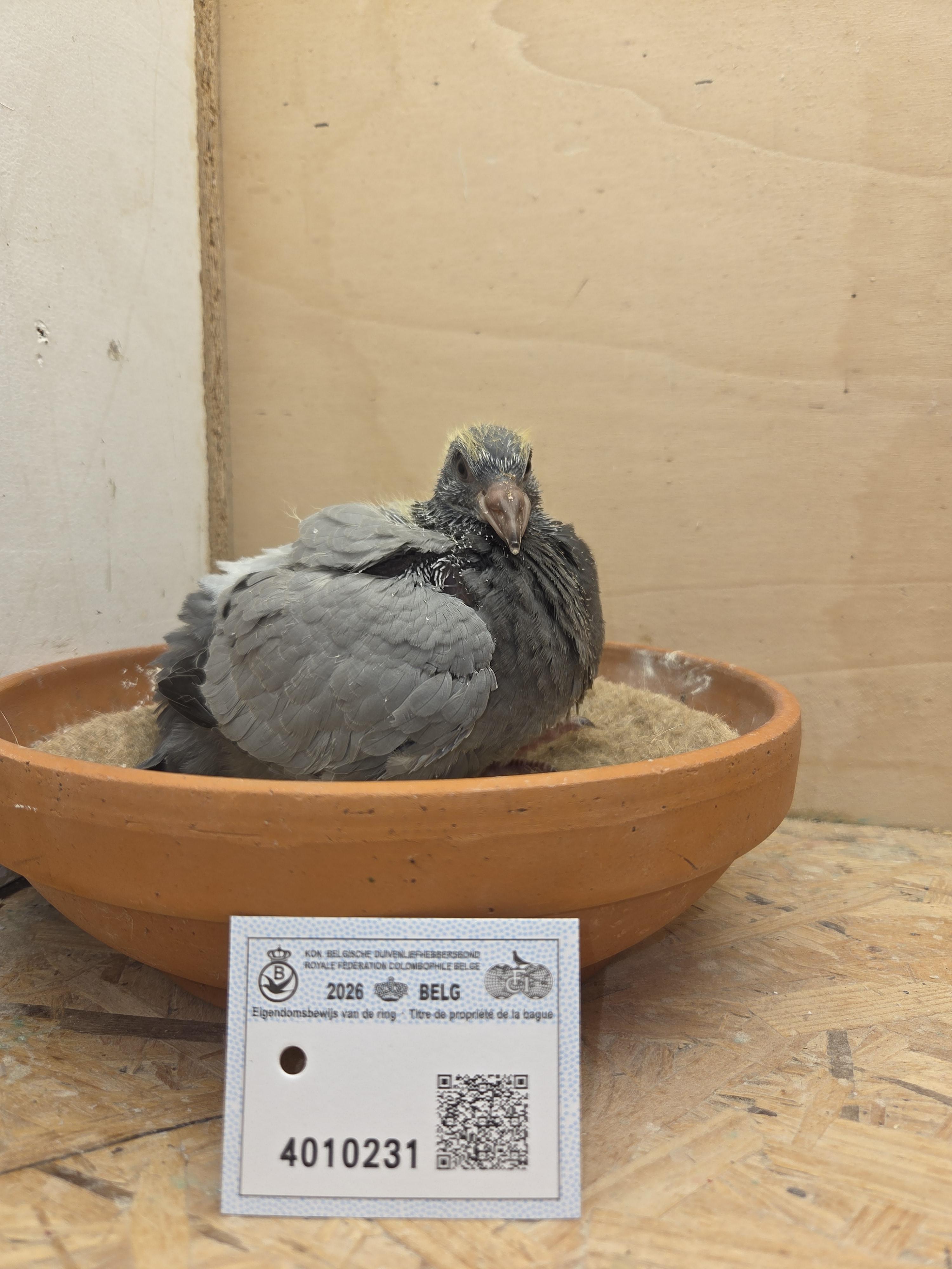 231 - Porsche-lijn x Van Dijck