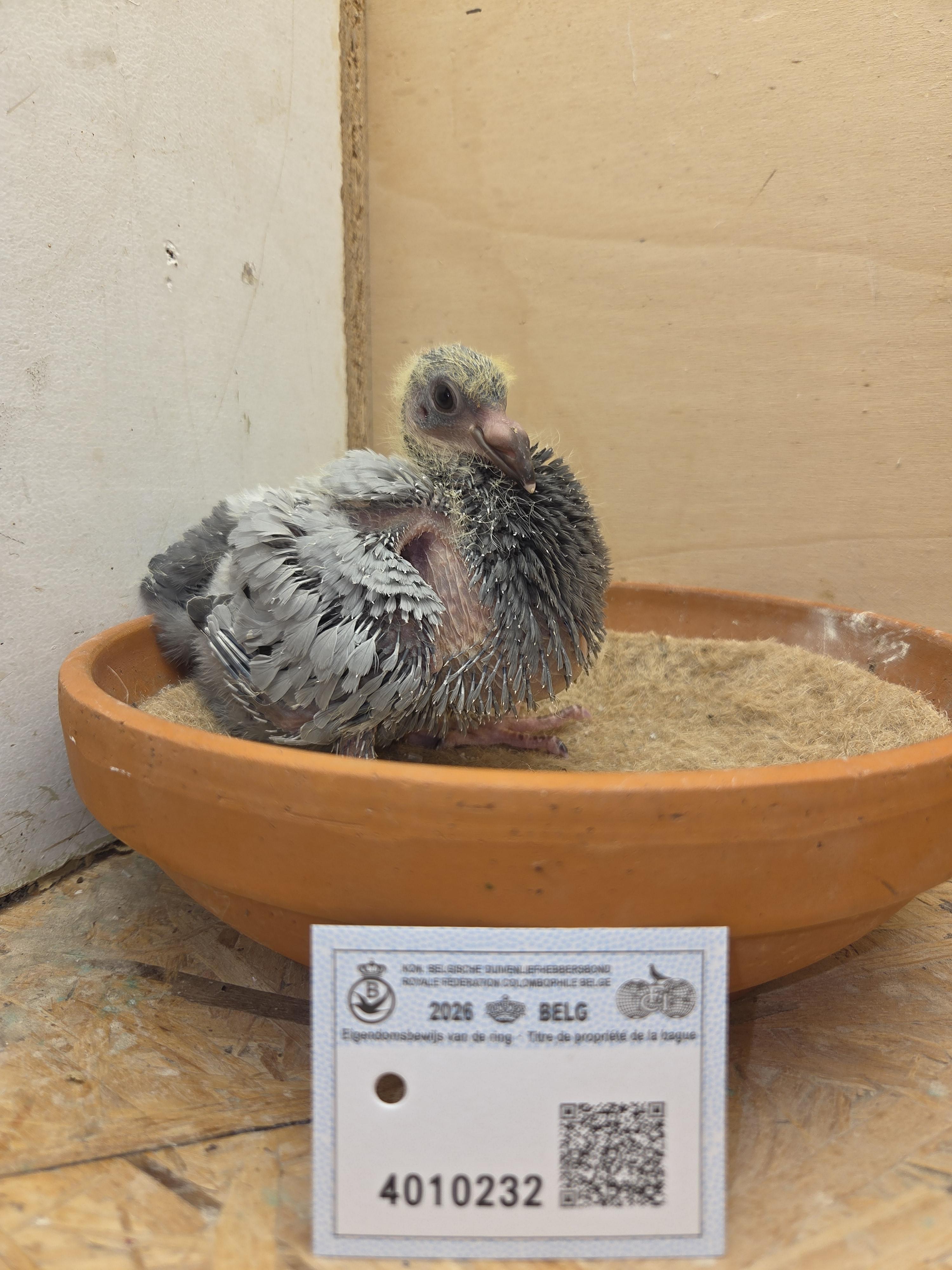 232 - Porsche-lijn x Van Dijck