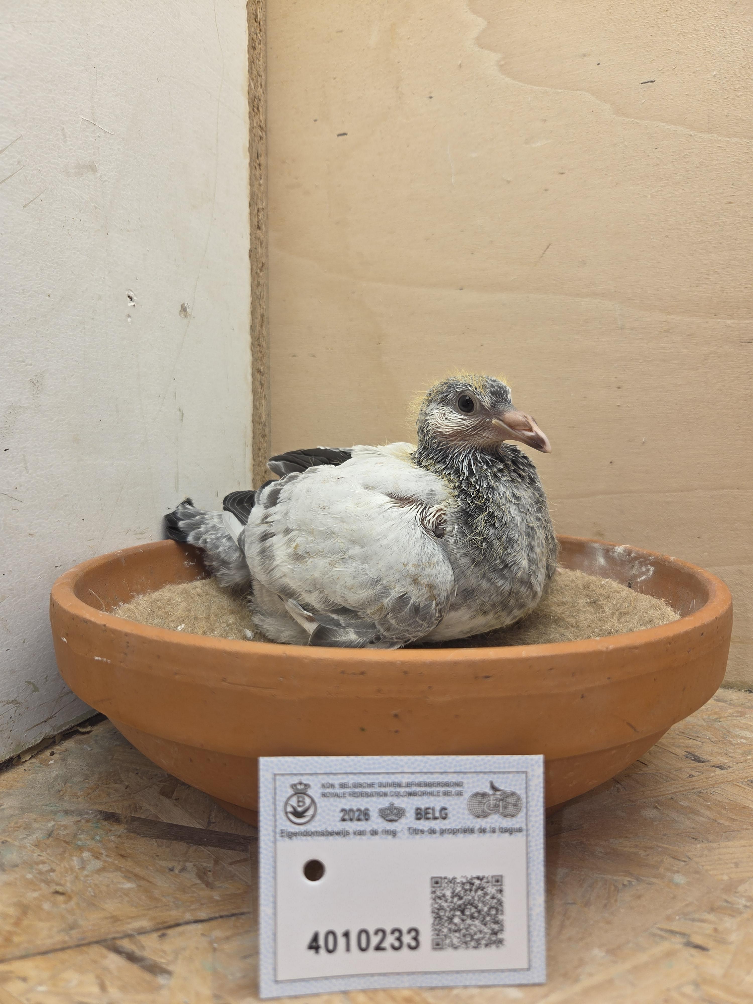 233 - Porsche-lijn Appelmans x Van Limbergen