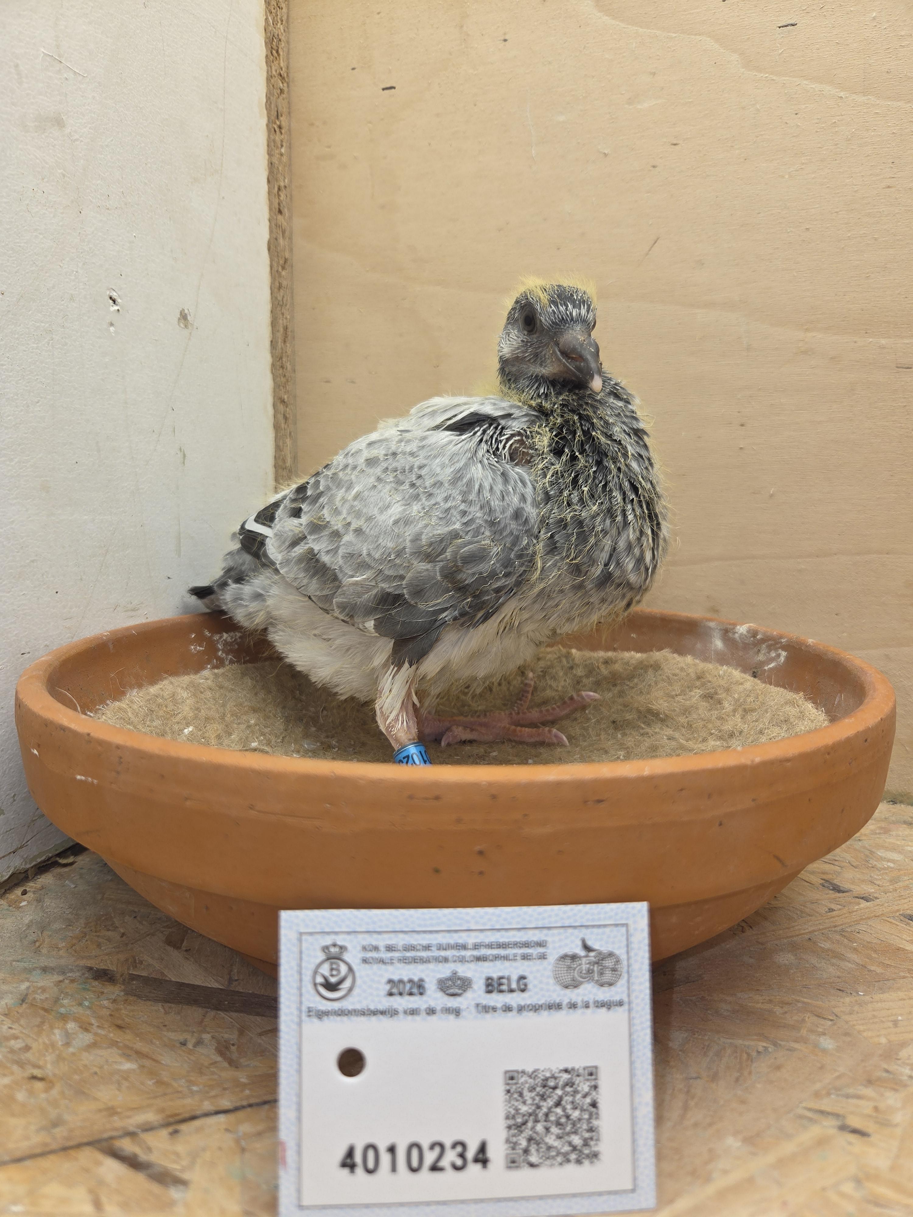 234 - Porsche-lijn Appelmans x Van Limbergen