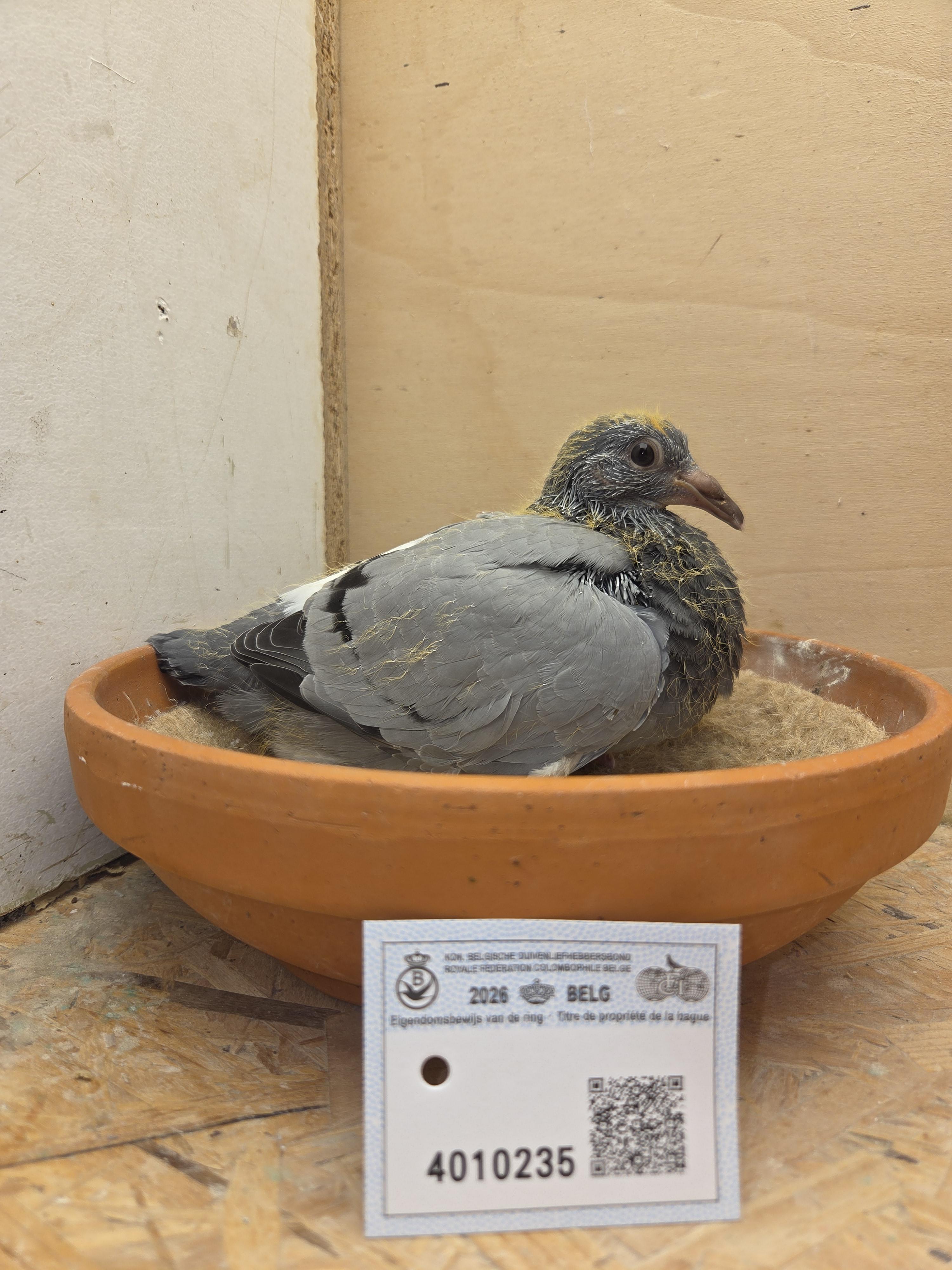 235 - Porsche-lijn Appelmans x Brans