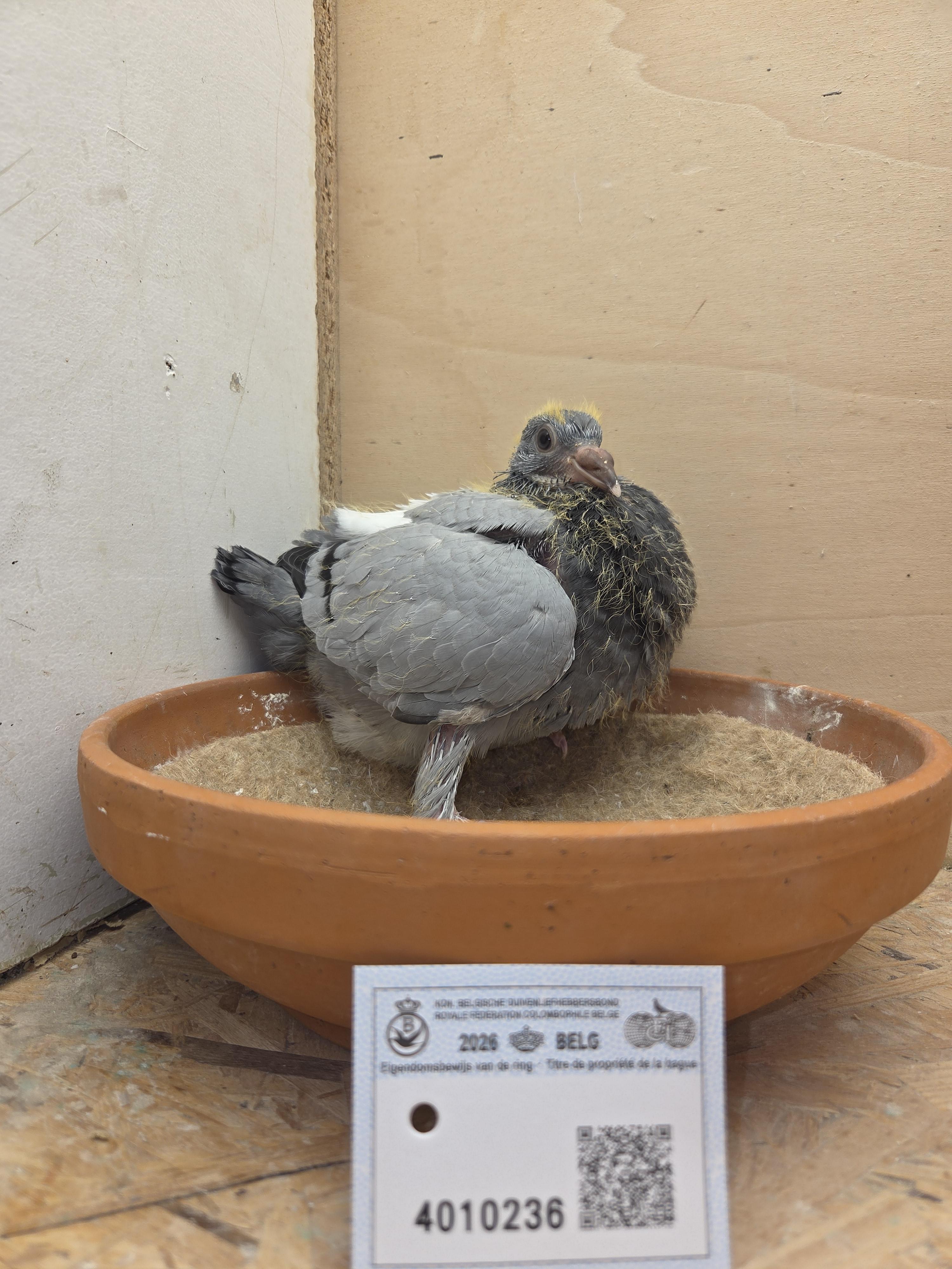 236 - Porsche-lijn Appelmans x Brans