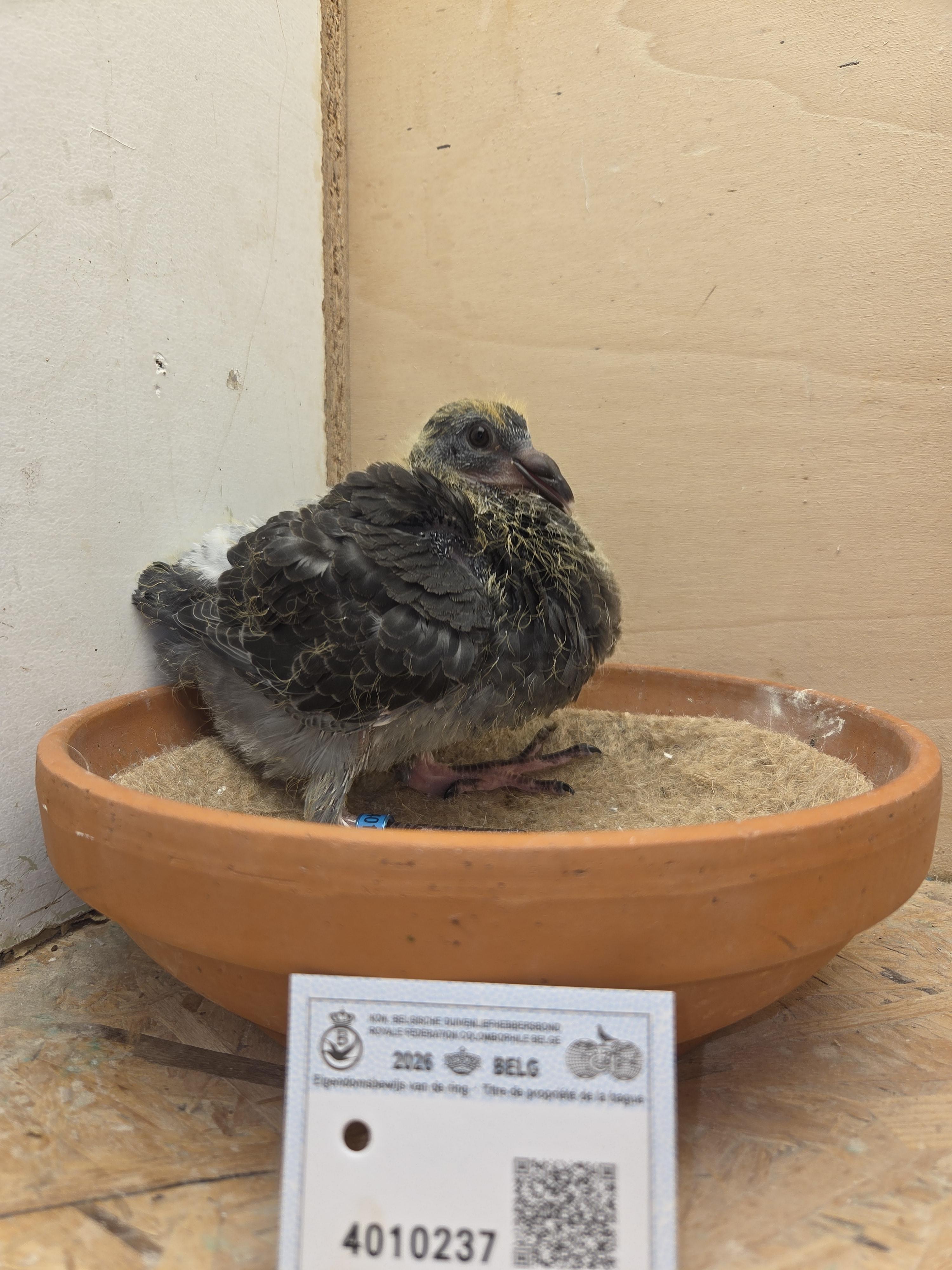 237 - Porsche-lijn Appelmans x Brans