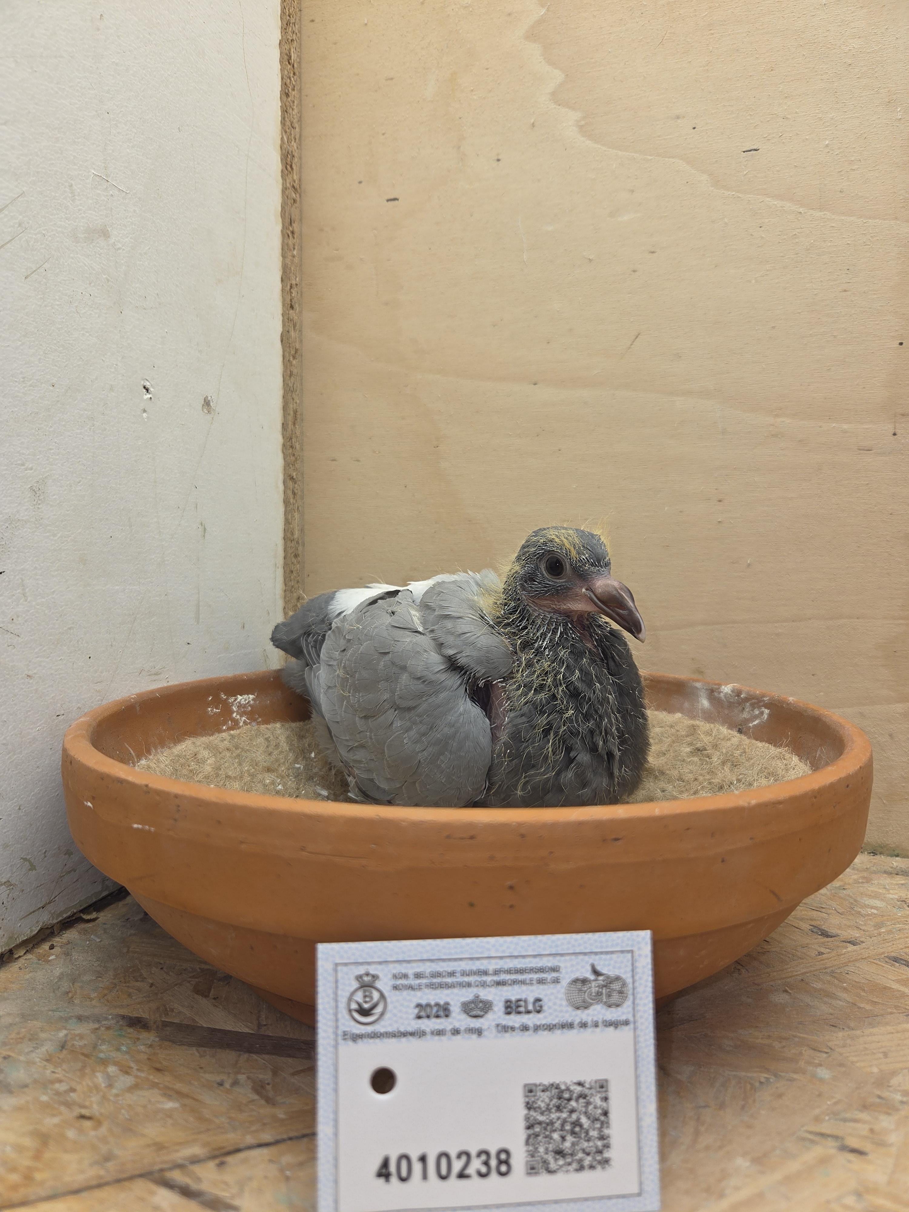 238 - Porsche-lijn Appelmans x Brans