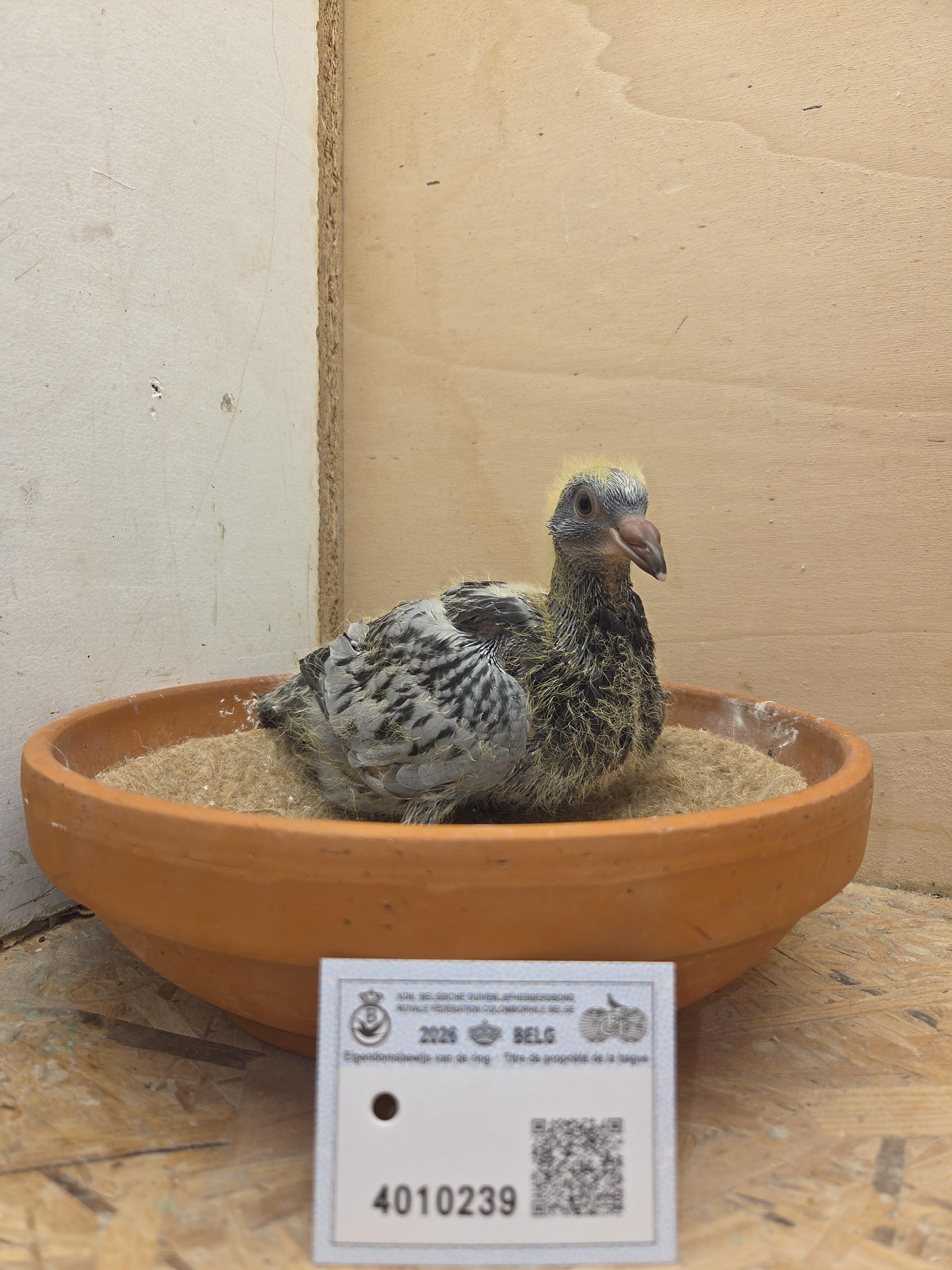 239 - Porsche-lijn x Van Dijck