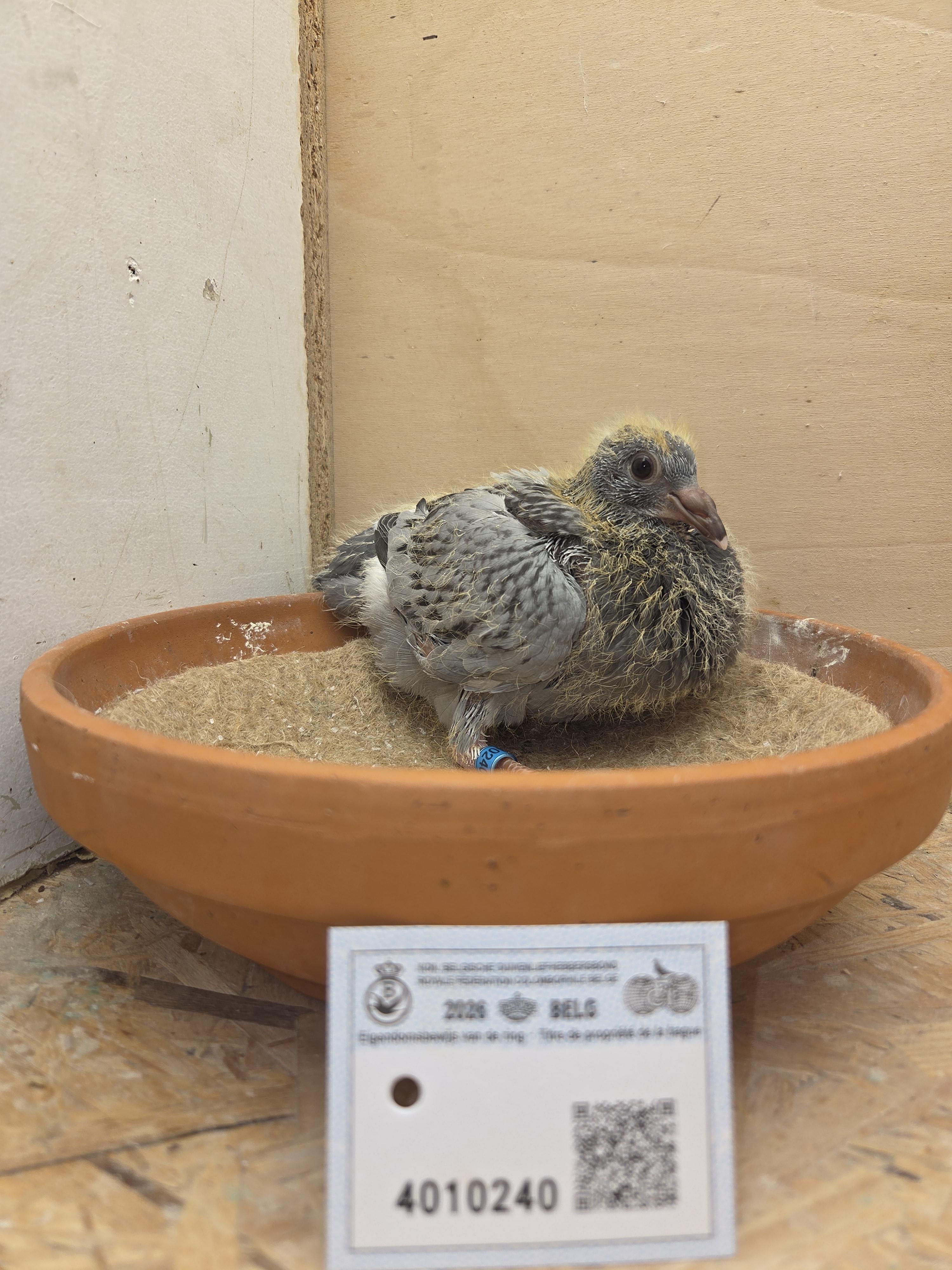 240 - Porsche-lijn x Van Dijck