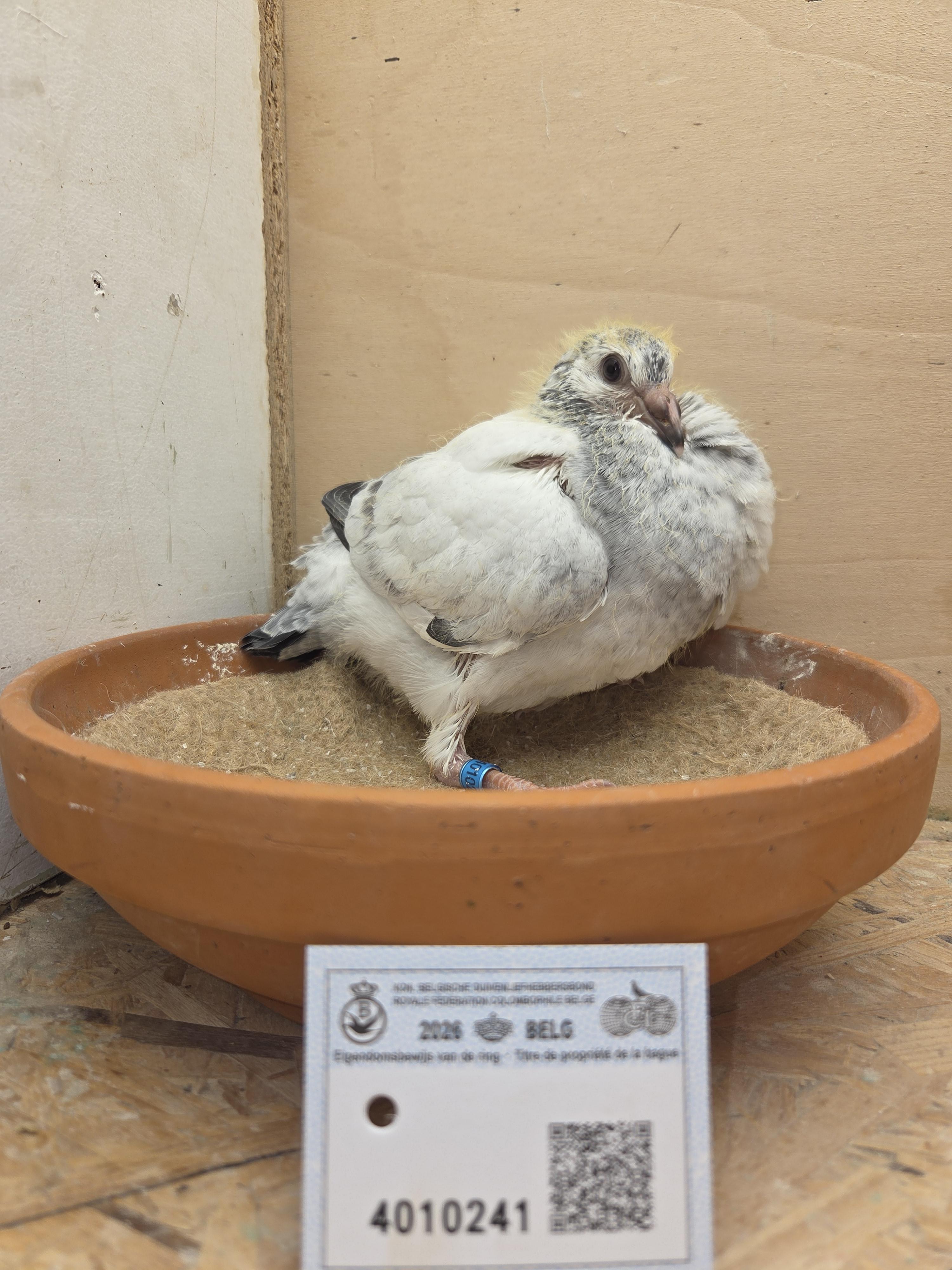 241 - Porsche-lijn x Vrancken-Berden