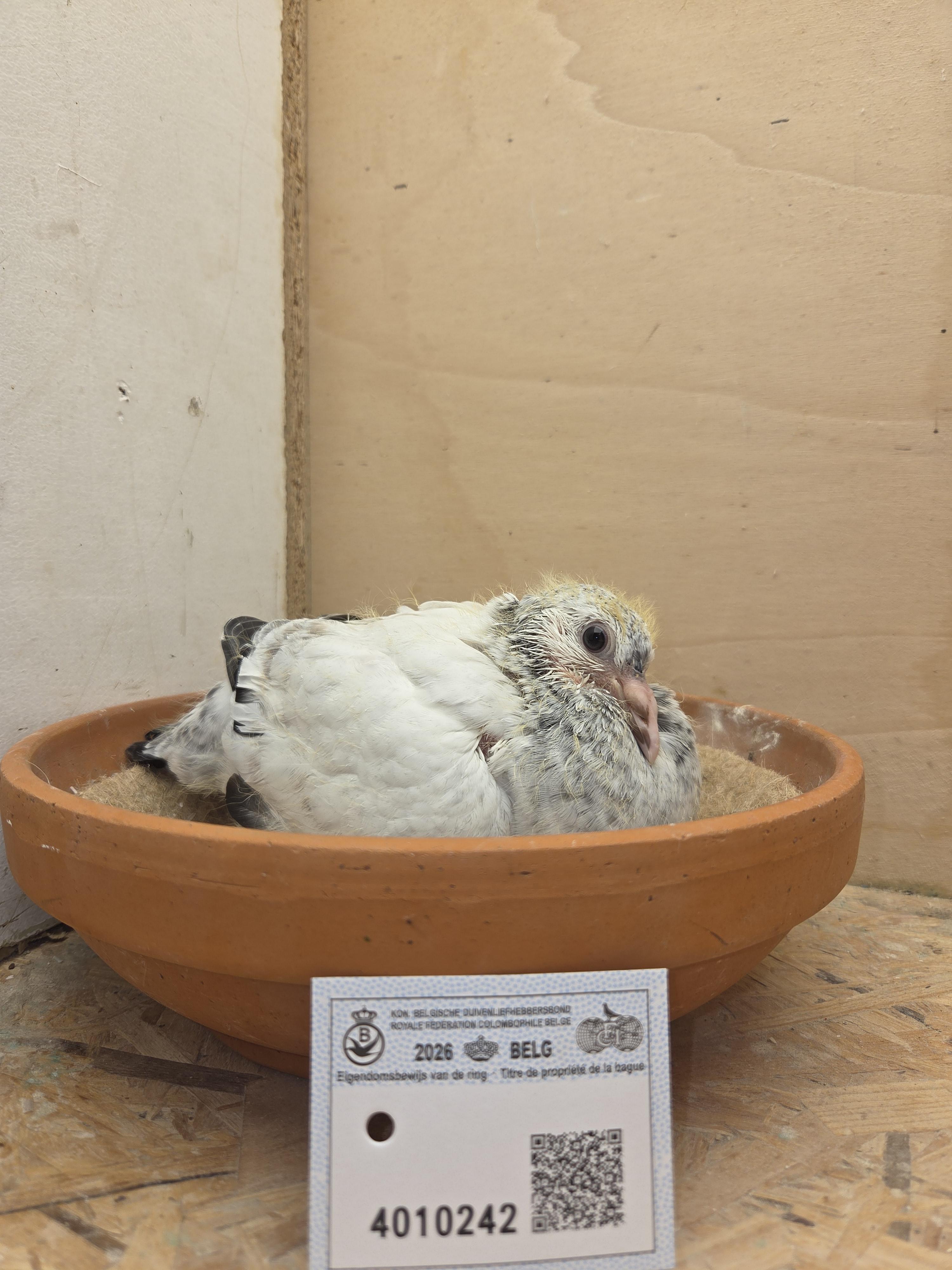 242 - Porsche-lijn x Vrancken-Berden