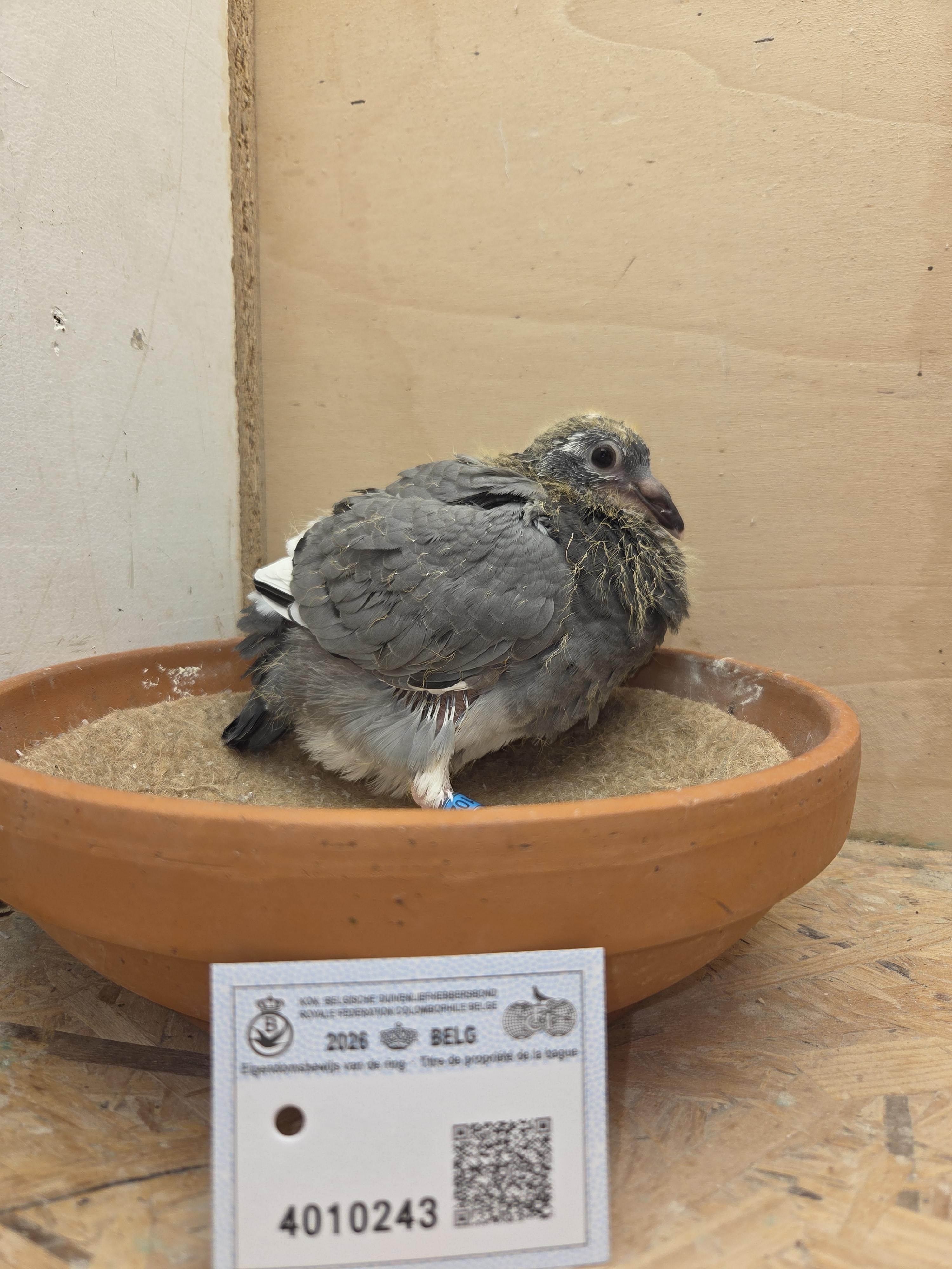 243 - Kleinzoon Pitbull x Porsche-lijn