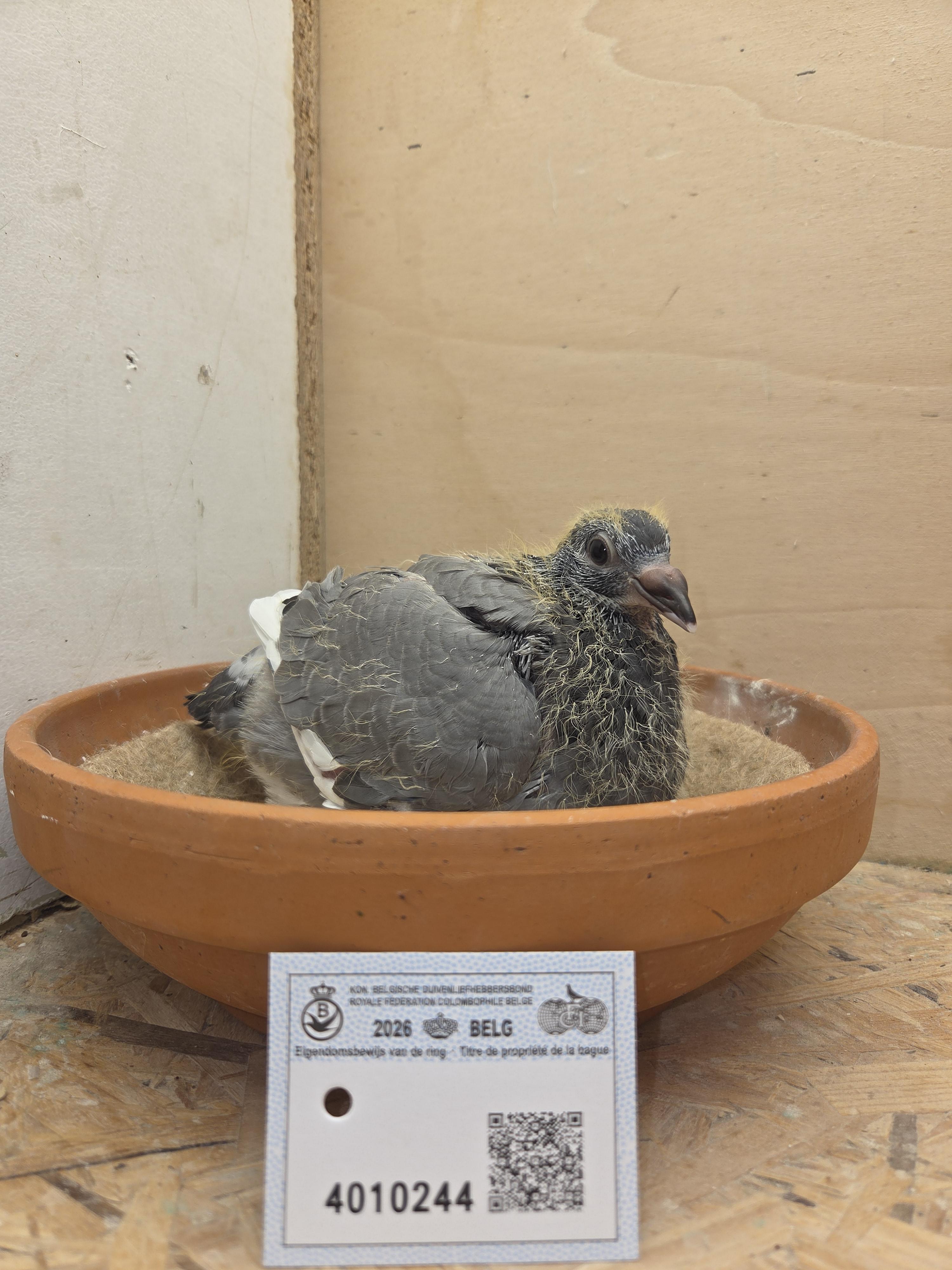 244 - Kleinzoon Pitbull x Porsche-lijn