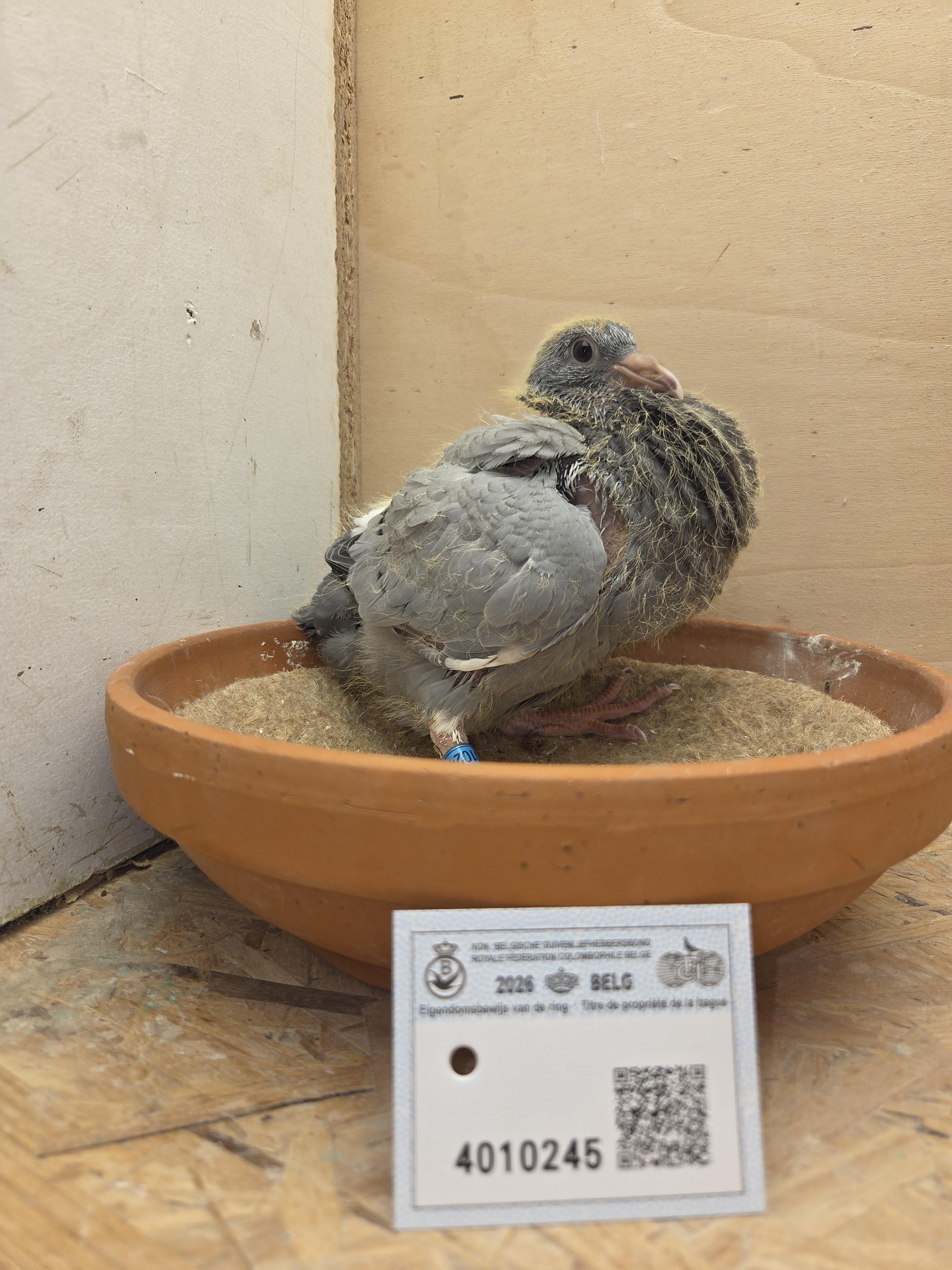 245 - Pitbull-lijn x Van Dijck