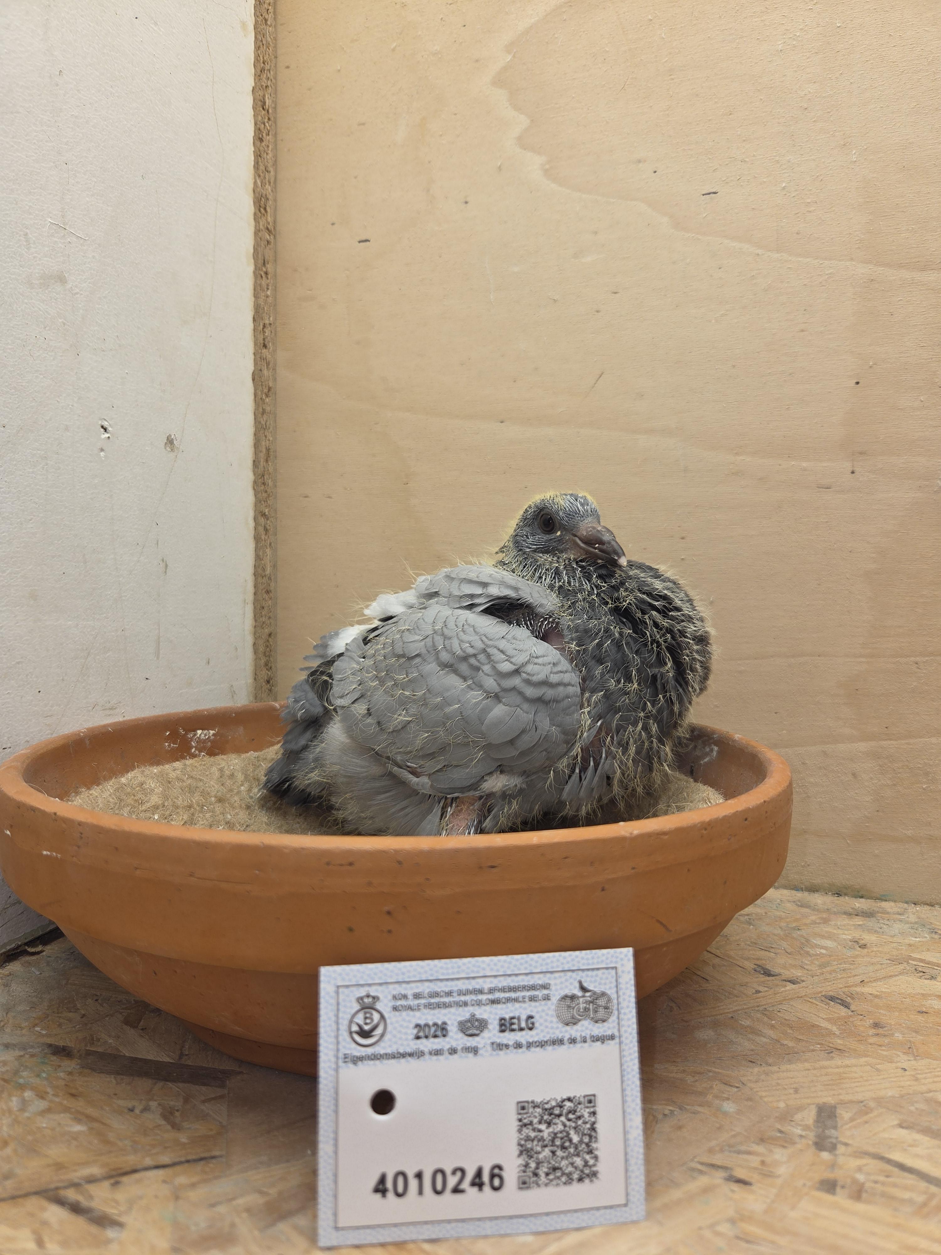 246 - Pitbull-lijn x Van Dijck