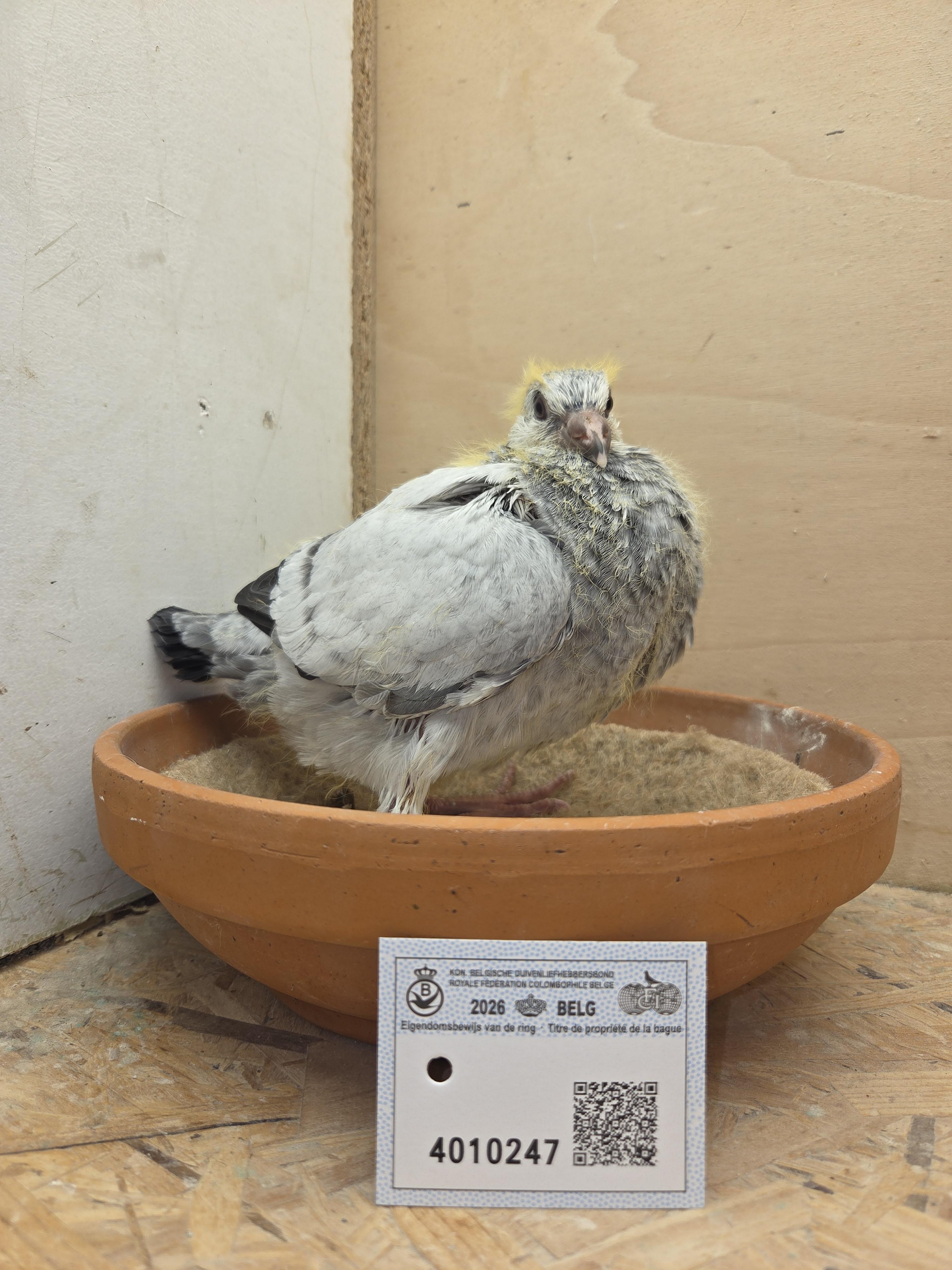 247 - Van Dijck x Van Limbergen