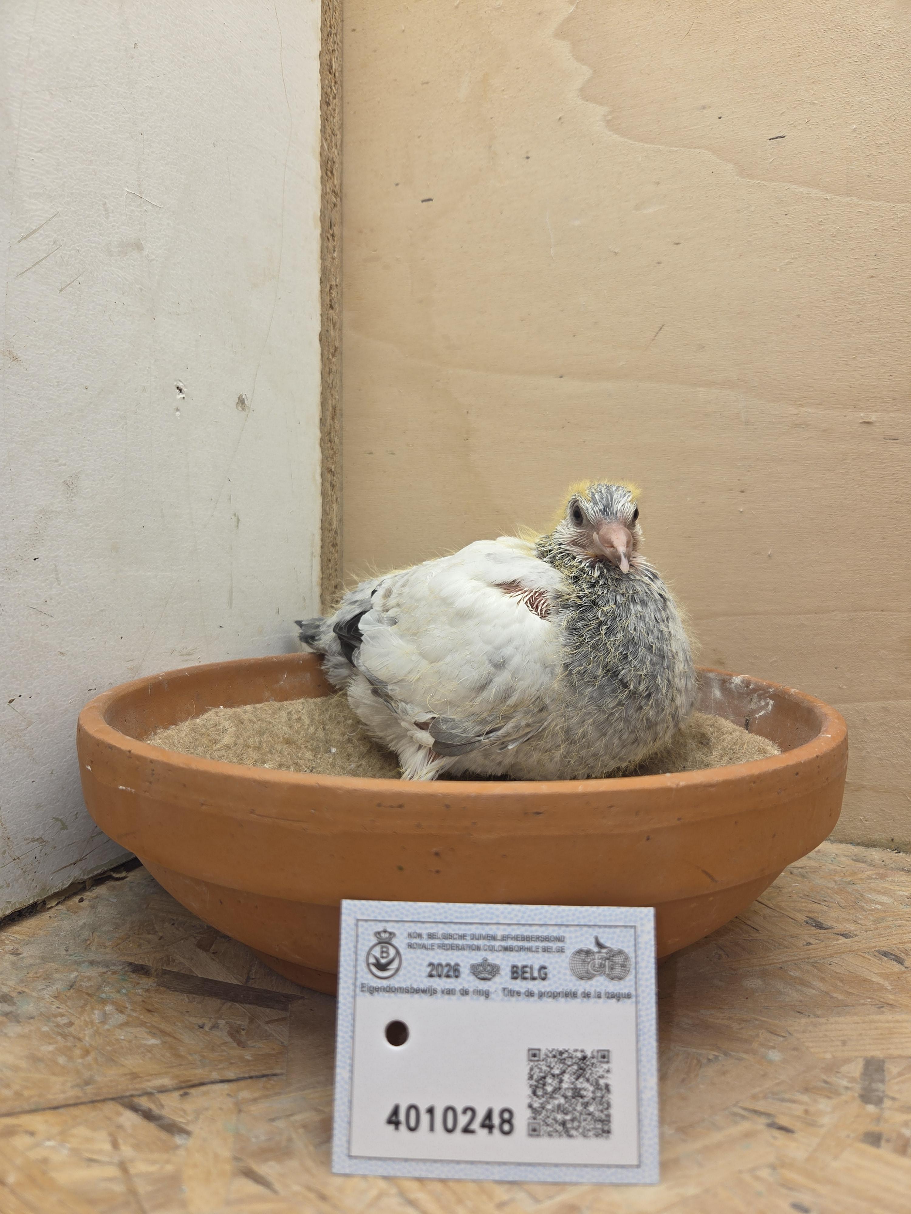 248 - Van Dijck x Van Limbergen